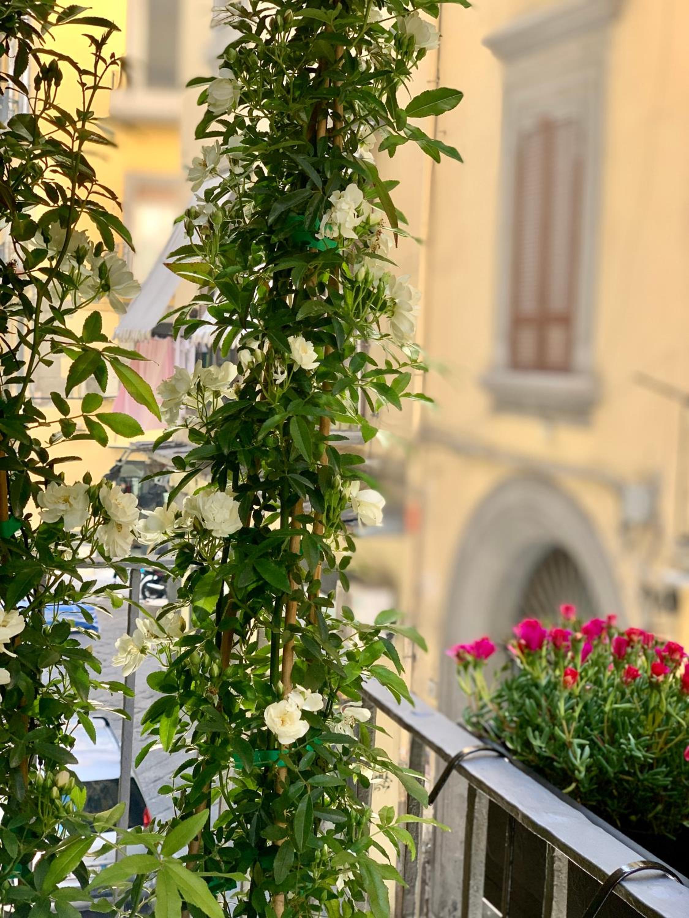Toledo Boutique Rooms