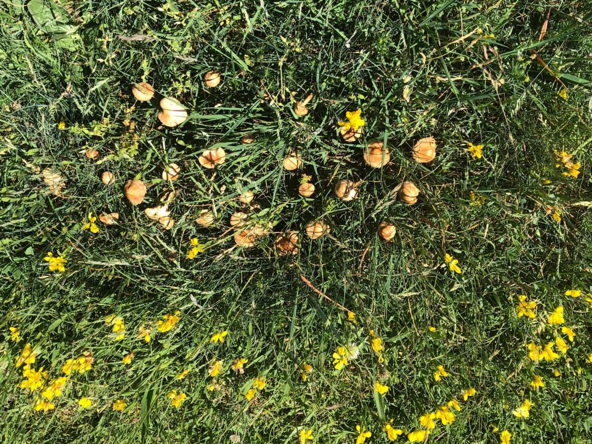 Photo 40
