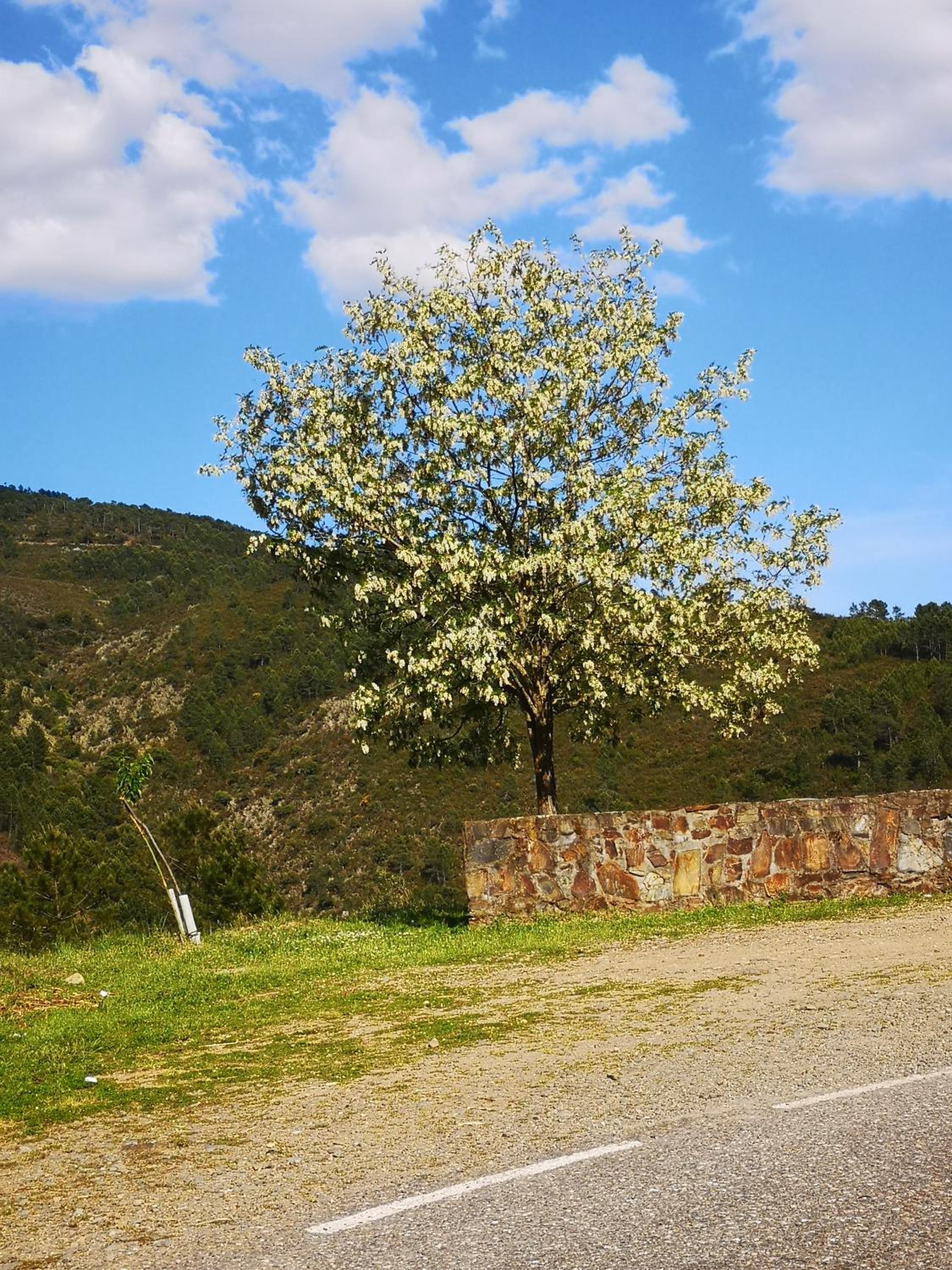Casa Rural El Chorritero
