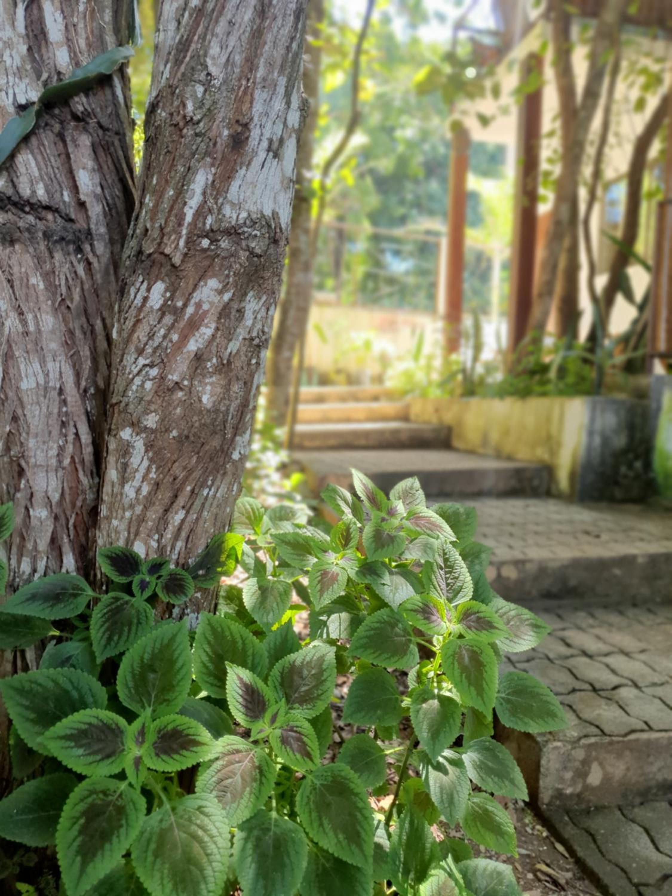 Morada dos Saguis
