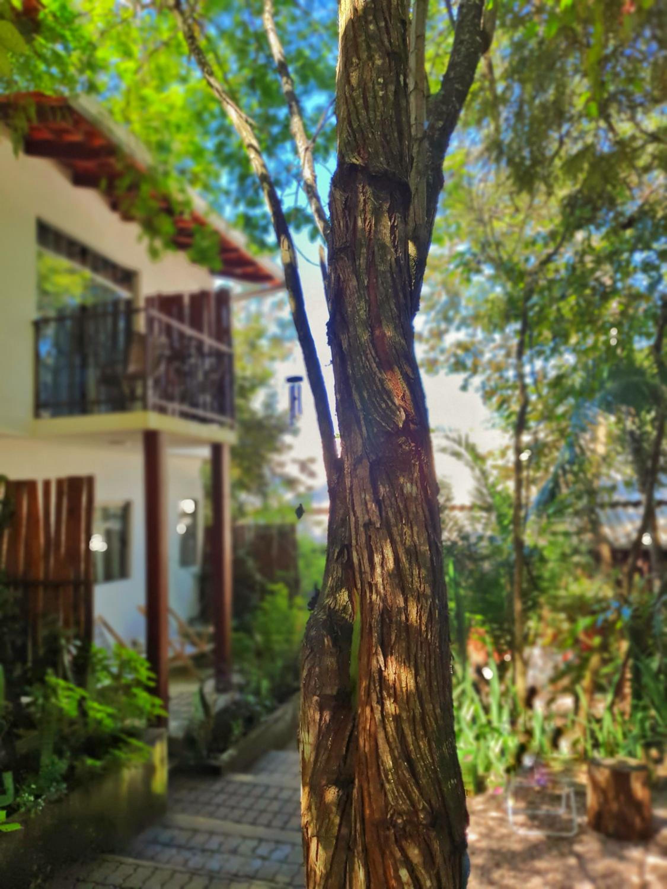 Morada dos Saguis