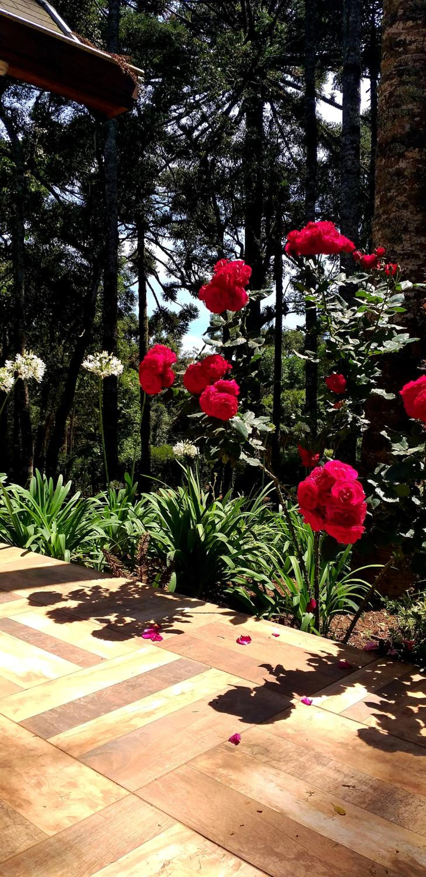 Bosque das Araucárias