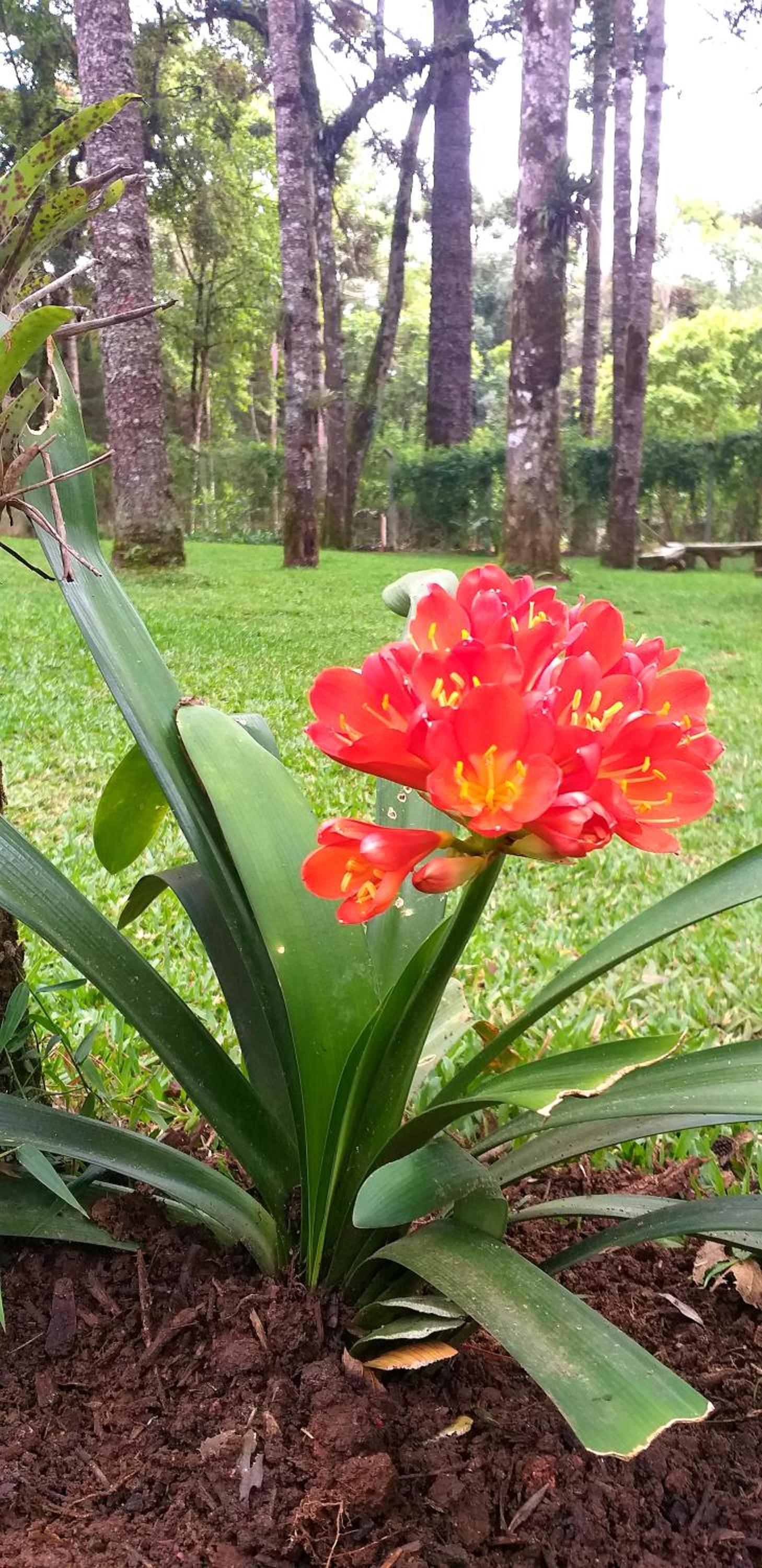 Bosque das Araucárias