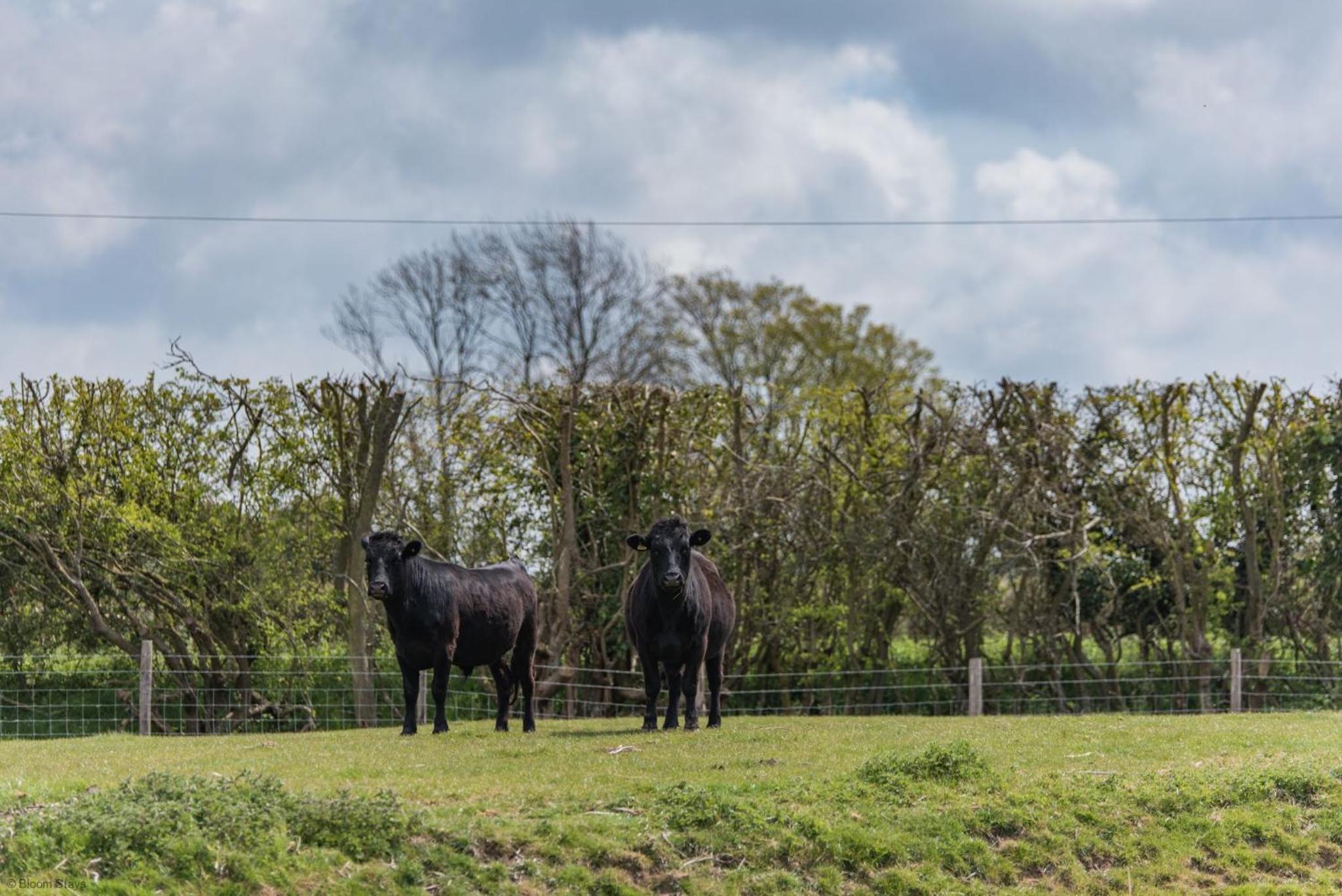 Romney Marsh Huts by Bloom Stays