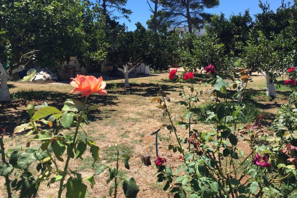 The Orange Grove Garden Room