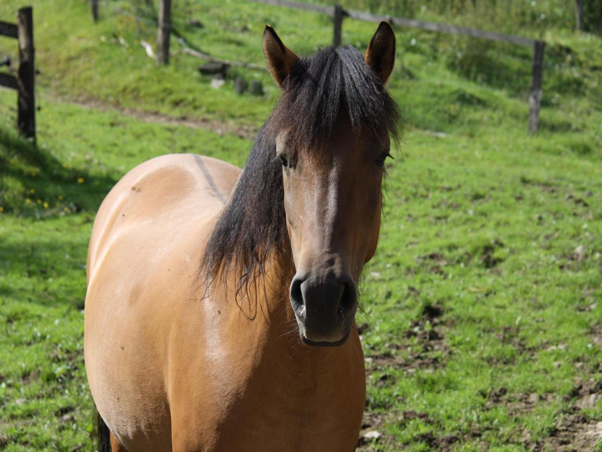 Ferienhof Richard