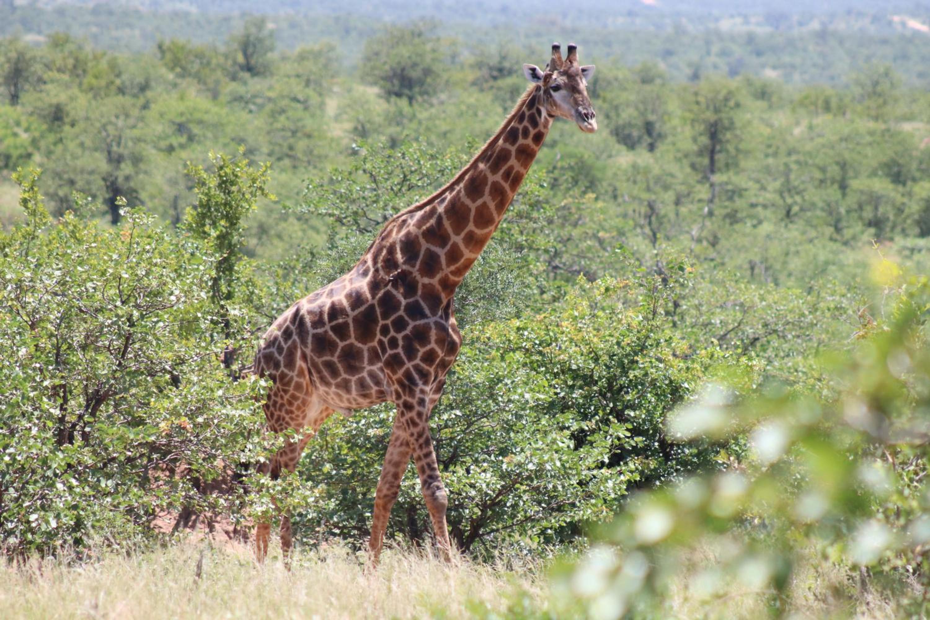 B&B African Rock Lodge