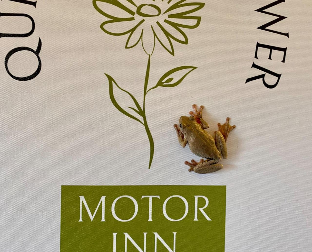 Quirindi Sunflower Motor Inn view 5