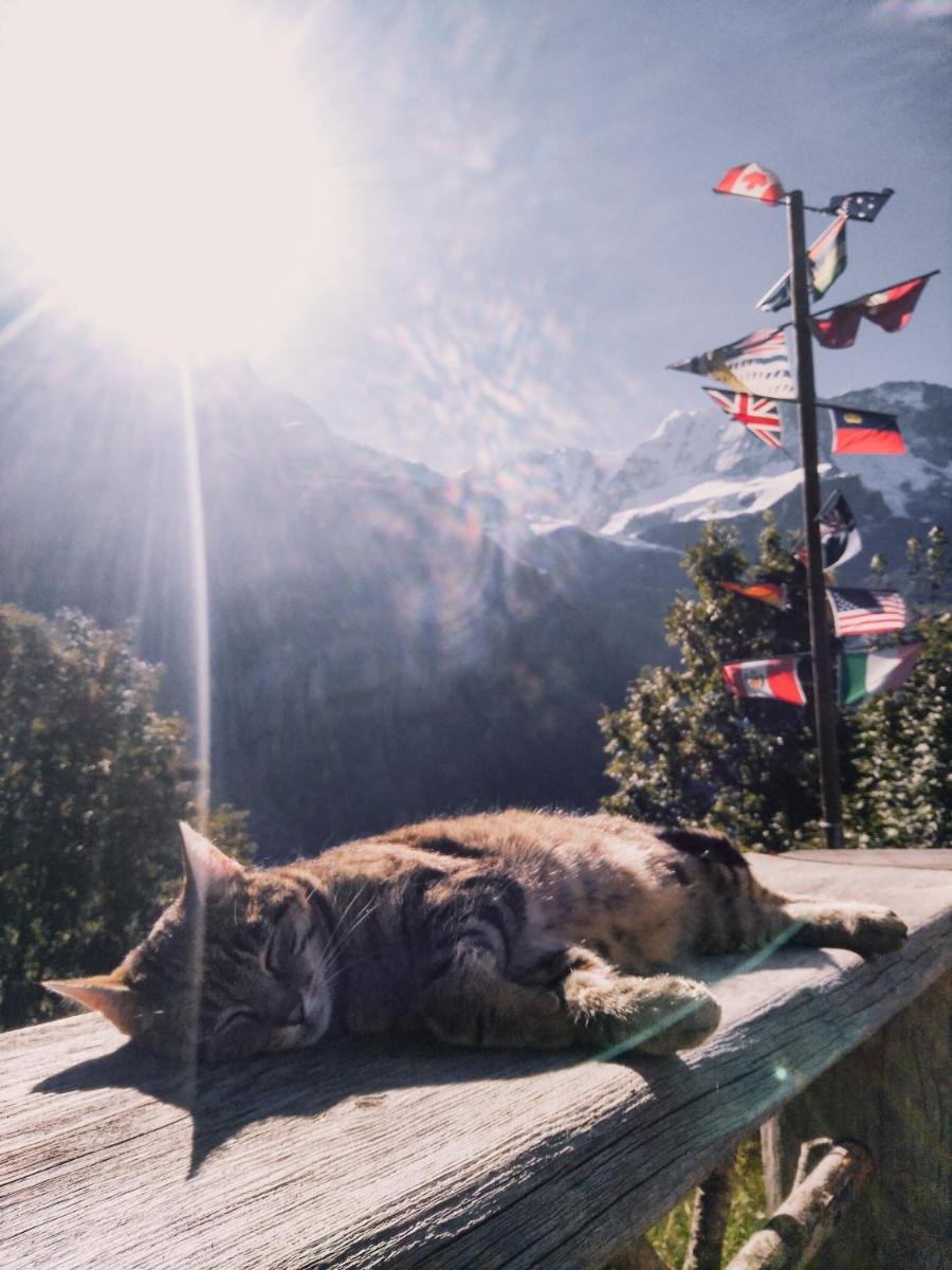 Mountain Hostel Gimmelwald 10