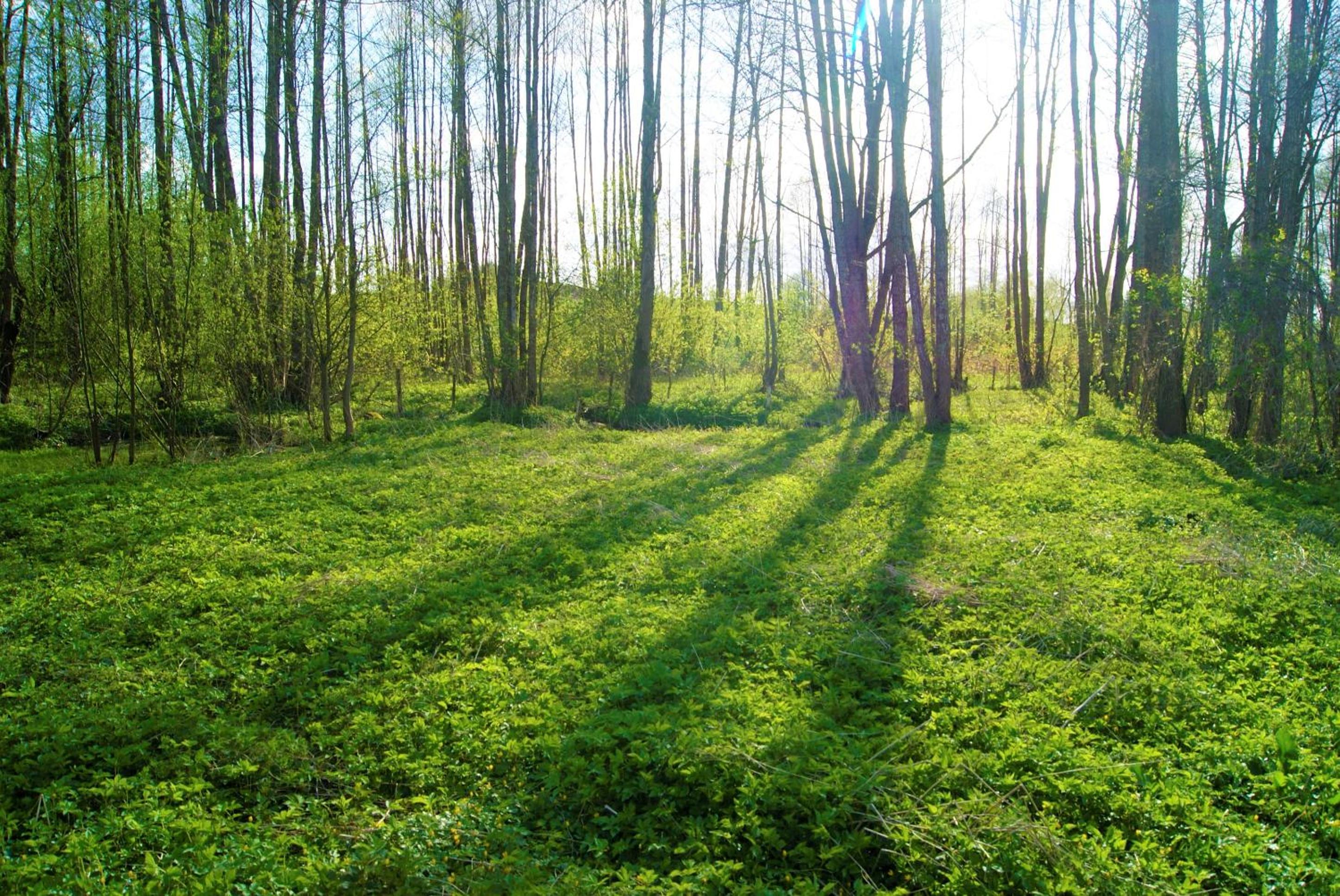 Łosiowate Gospodarstwo Agroturystyczne view 2