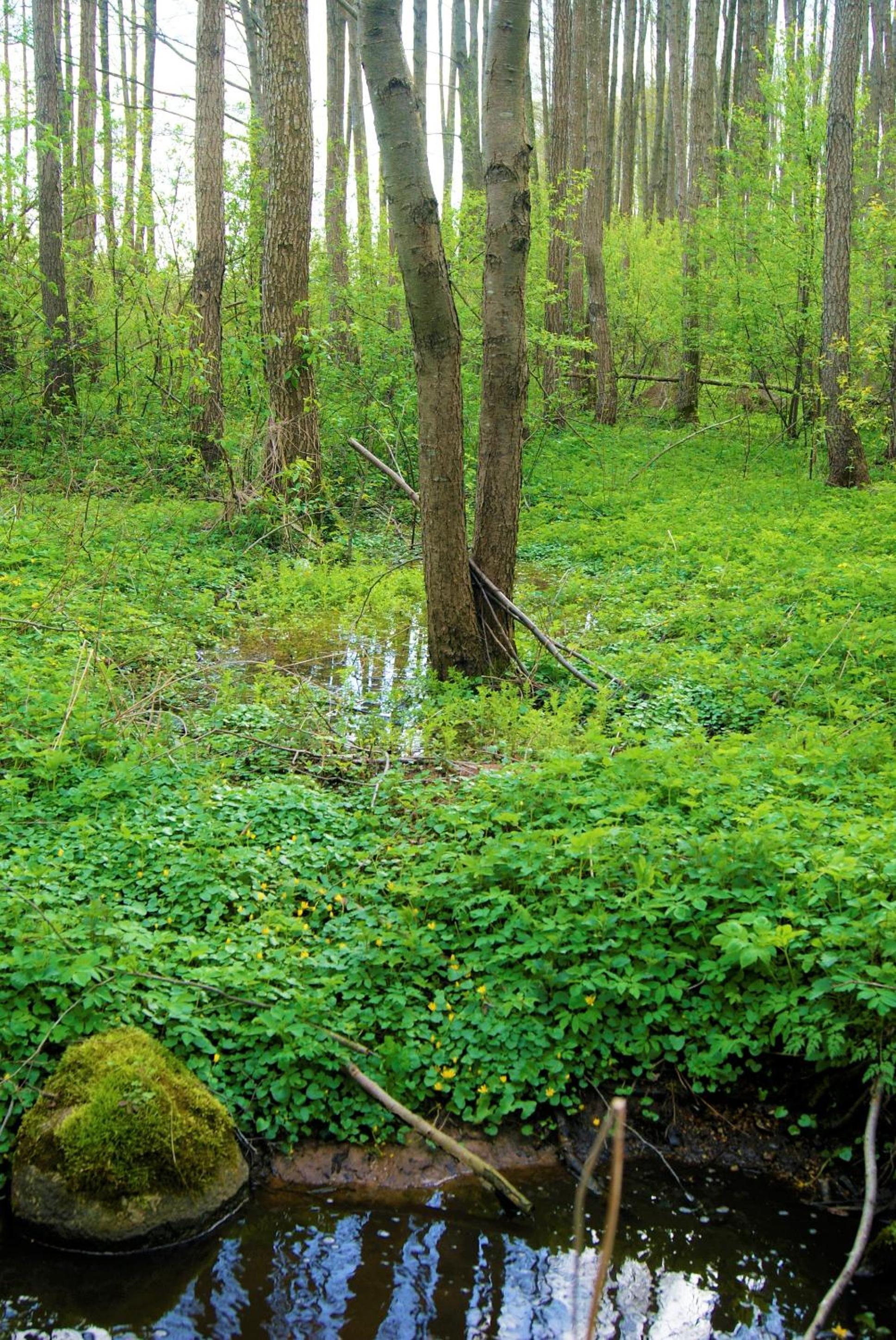 Łosiowate Gospodarstwo Agroturystyczne view 4