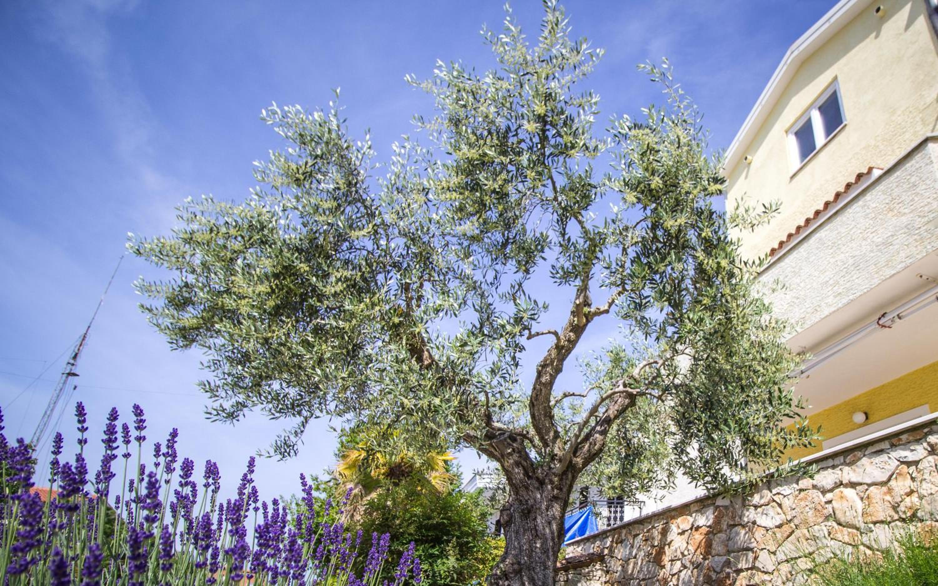 Apartments Balach