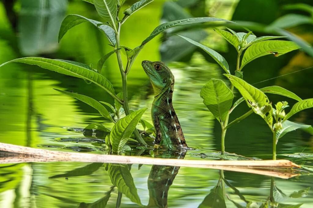 Into the Greens