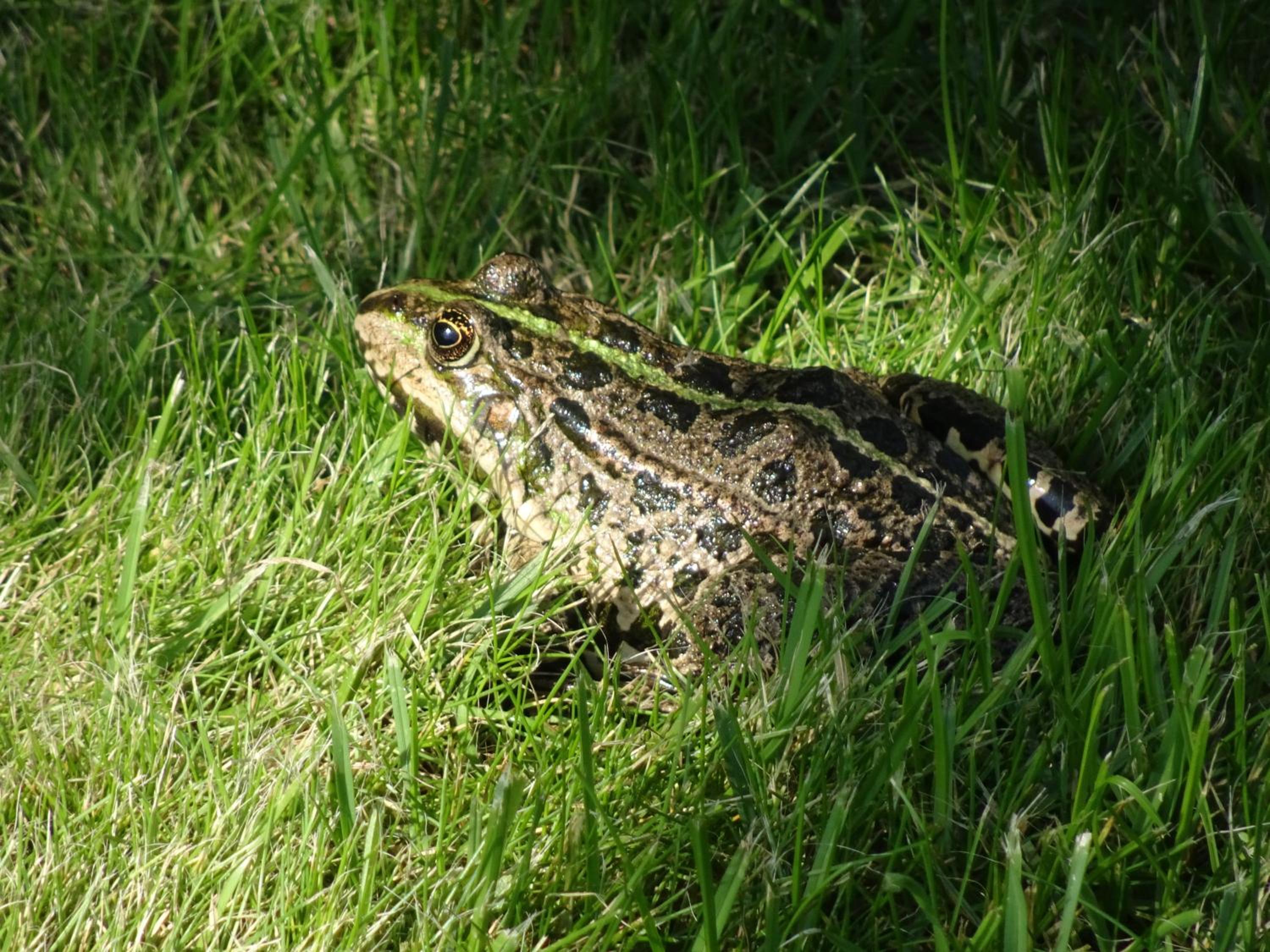 De Kopstoof, photo 12