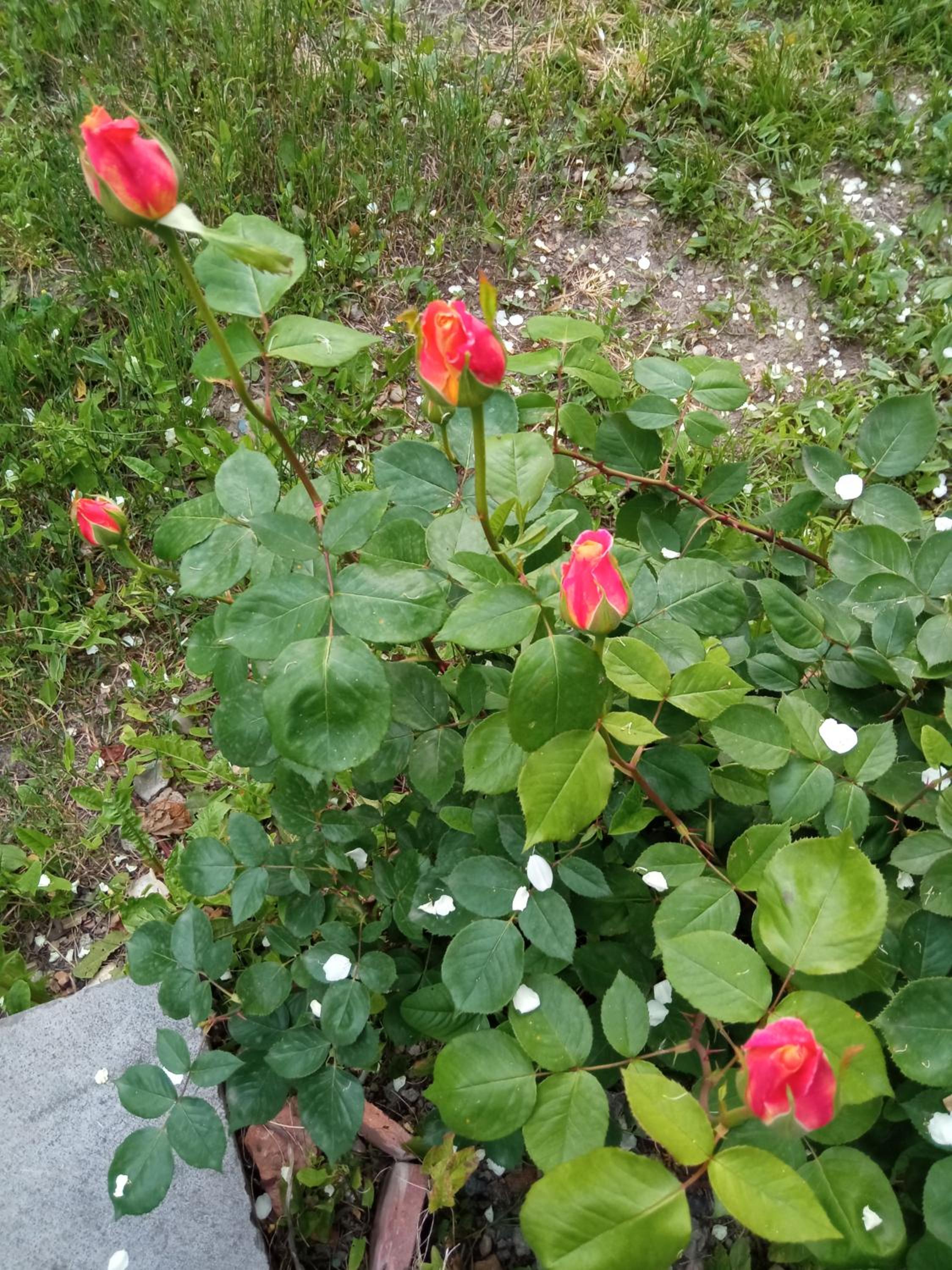 Photo 35