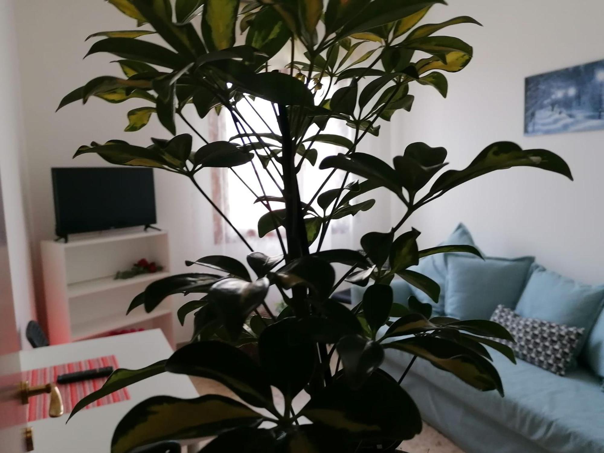 Photo 44
