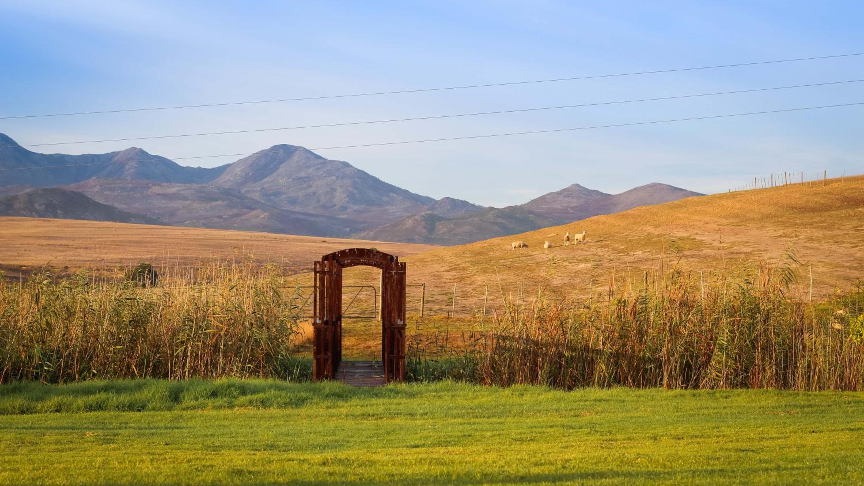 Endless Vineyards at Wildekrans Wine Estate