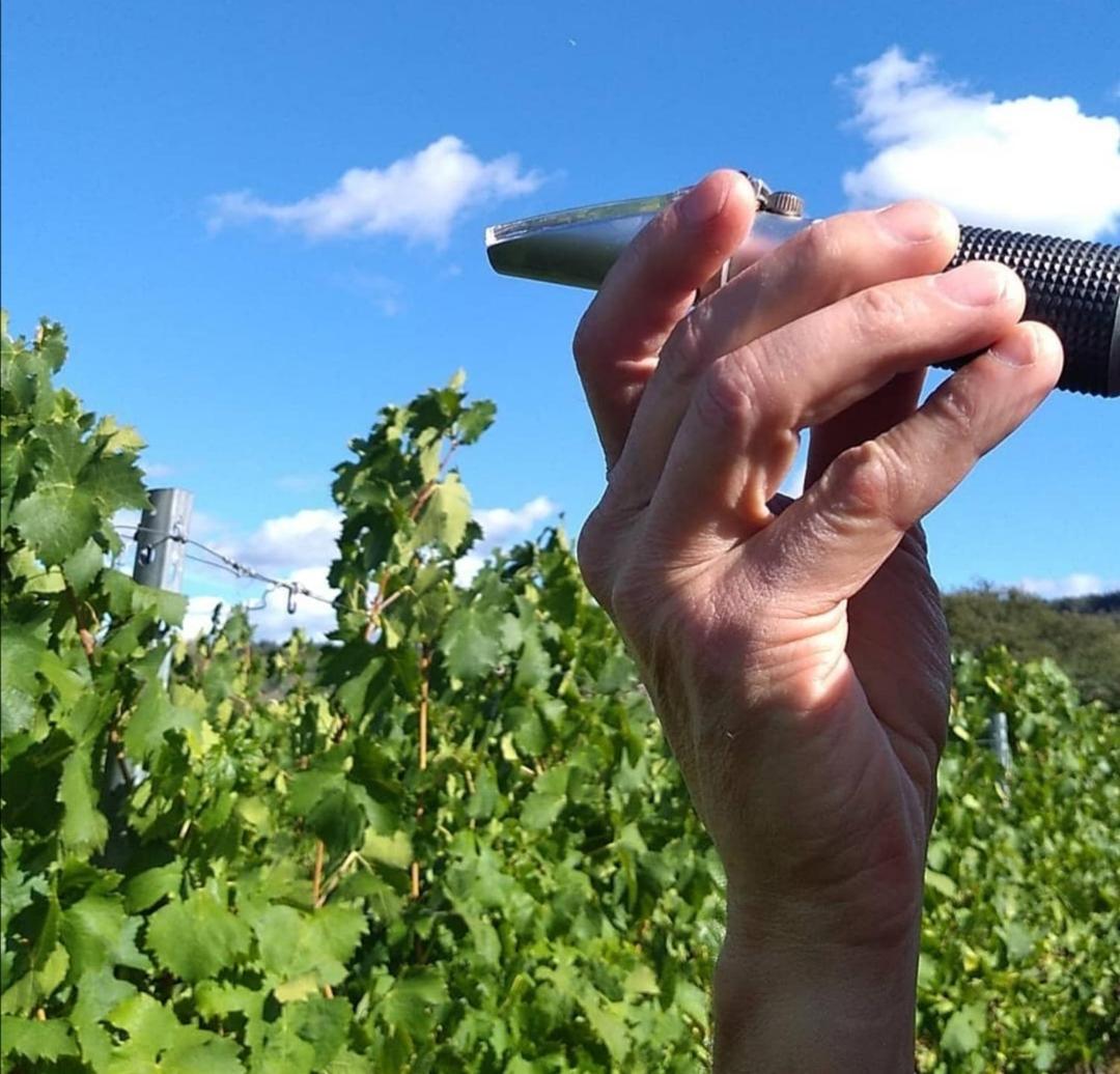 Weingut Tiliahof