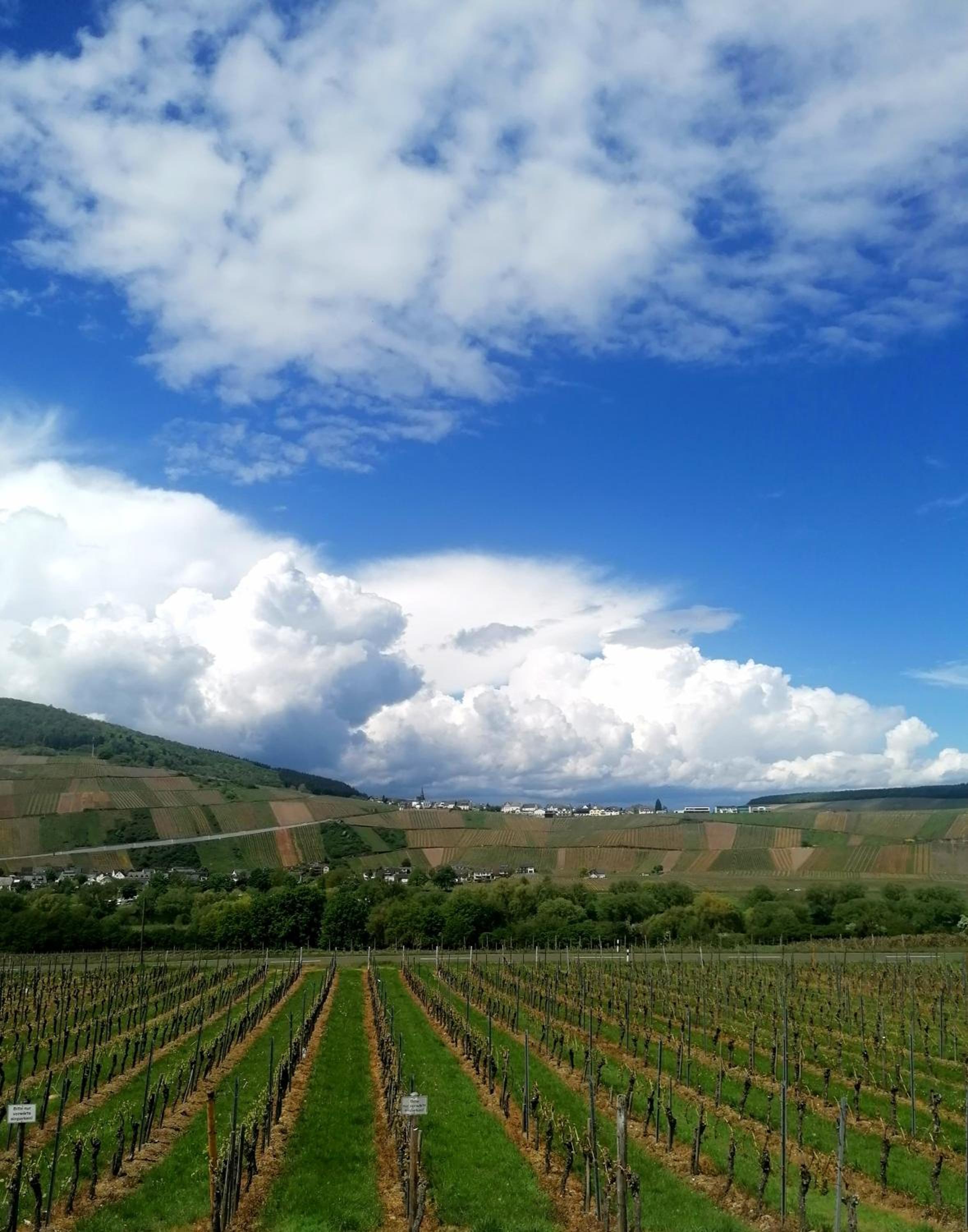 Weingut Tiliahof