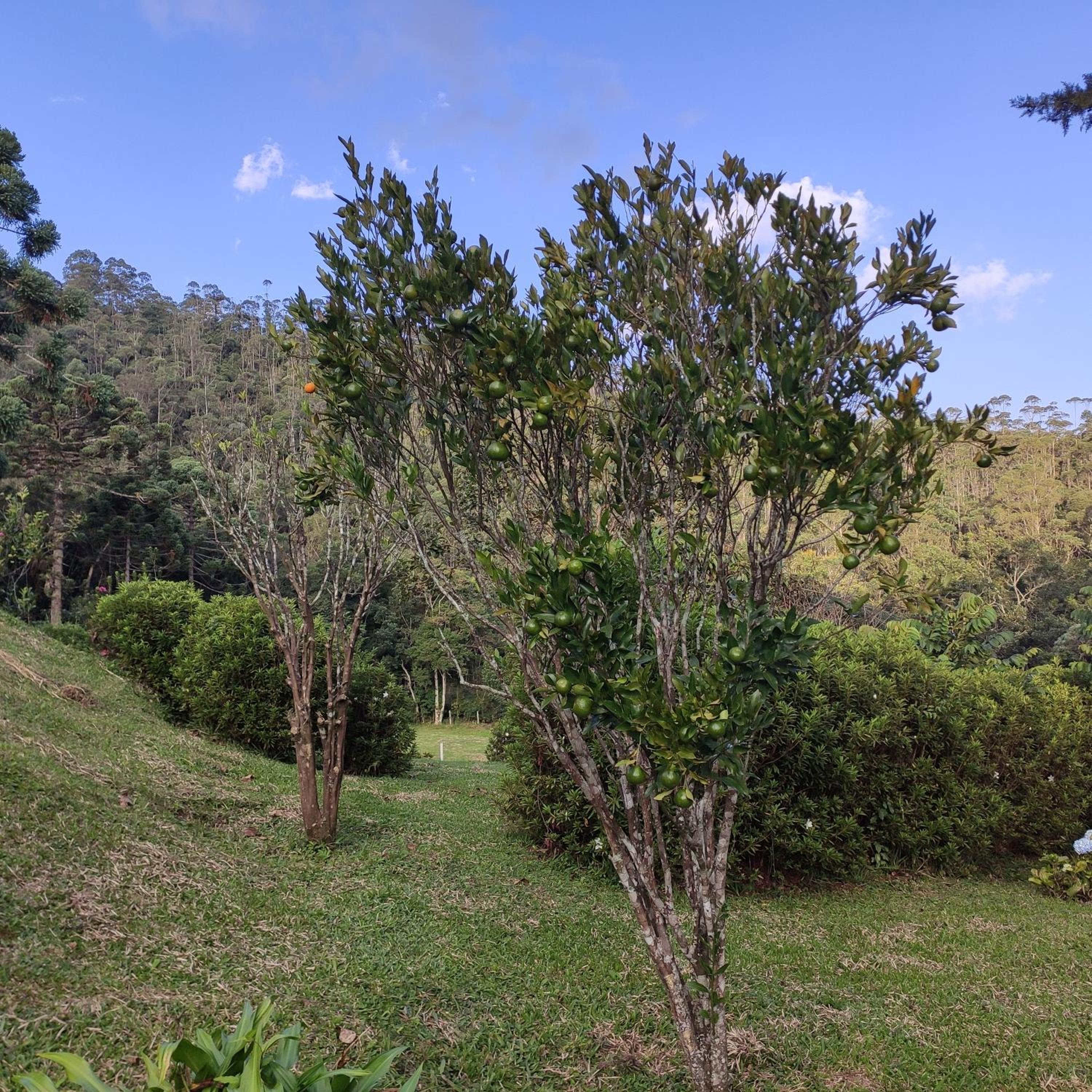 Sitio na Serra da Mantiqueira Águas do Canjarana
