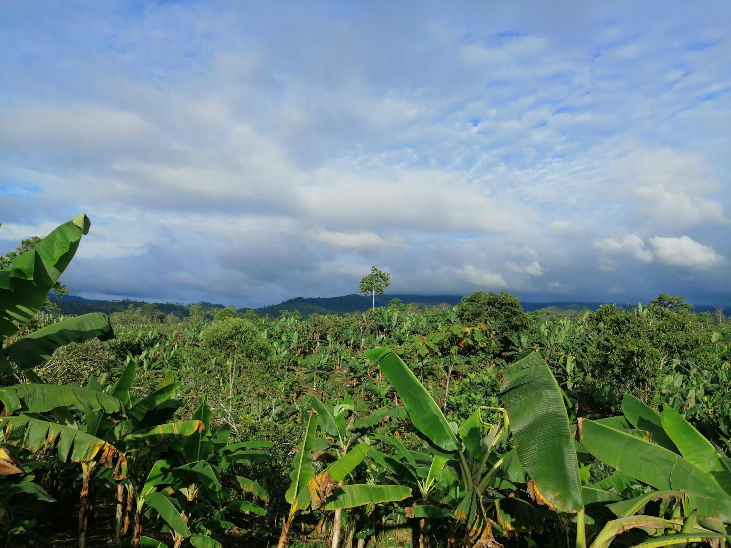 Finca San Mateo