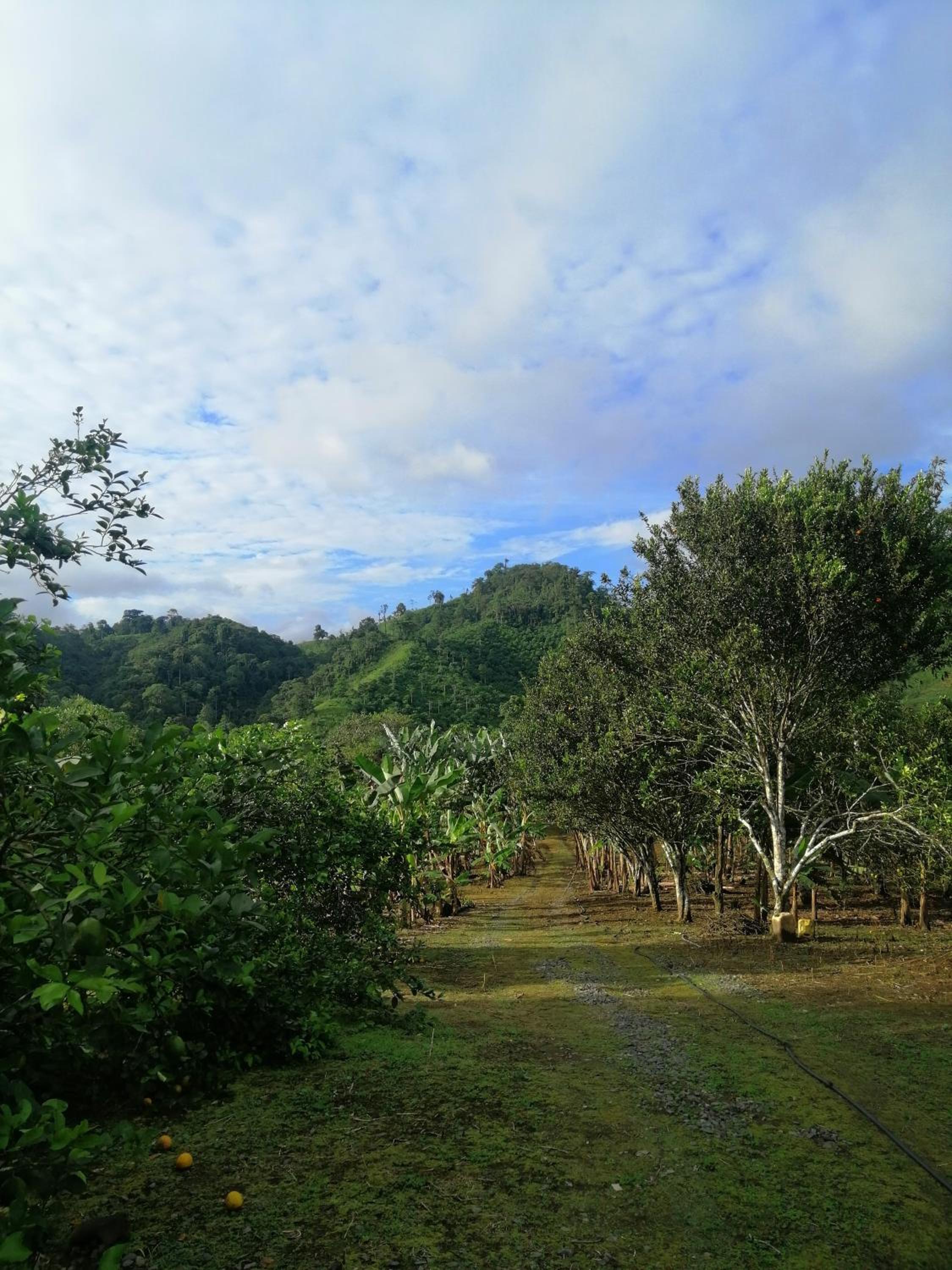 Finca San Mateo