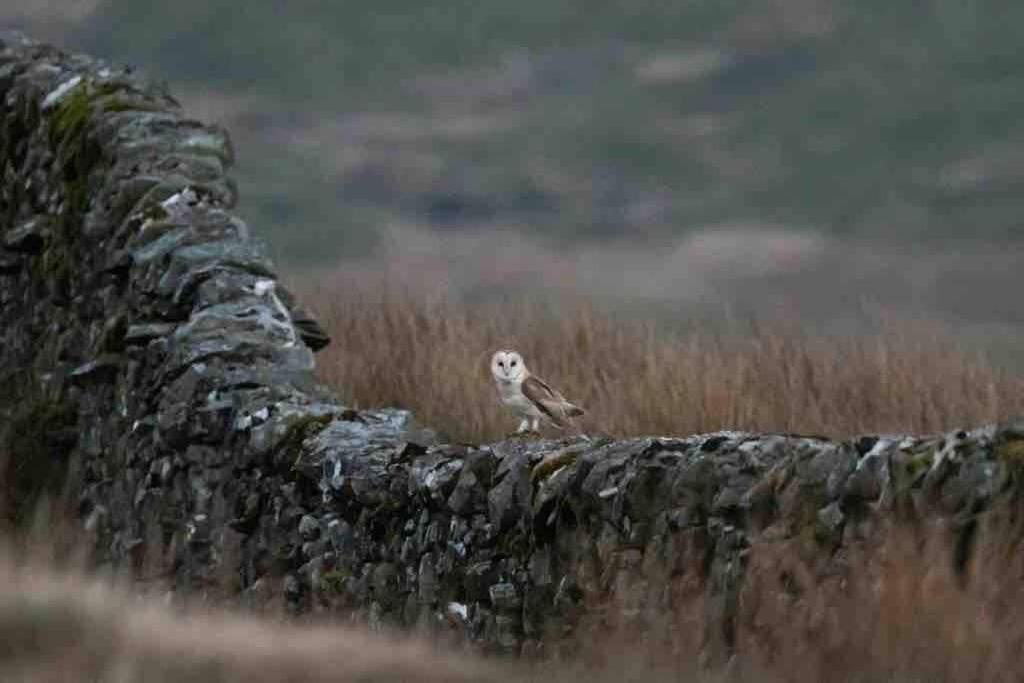 Kingsdale Head Cottage