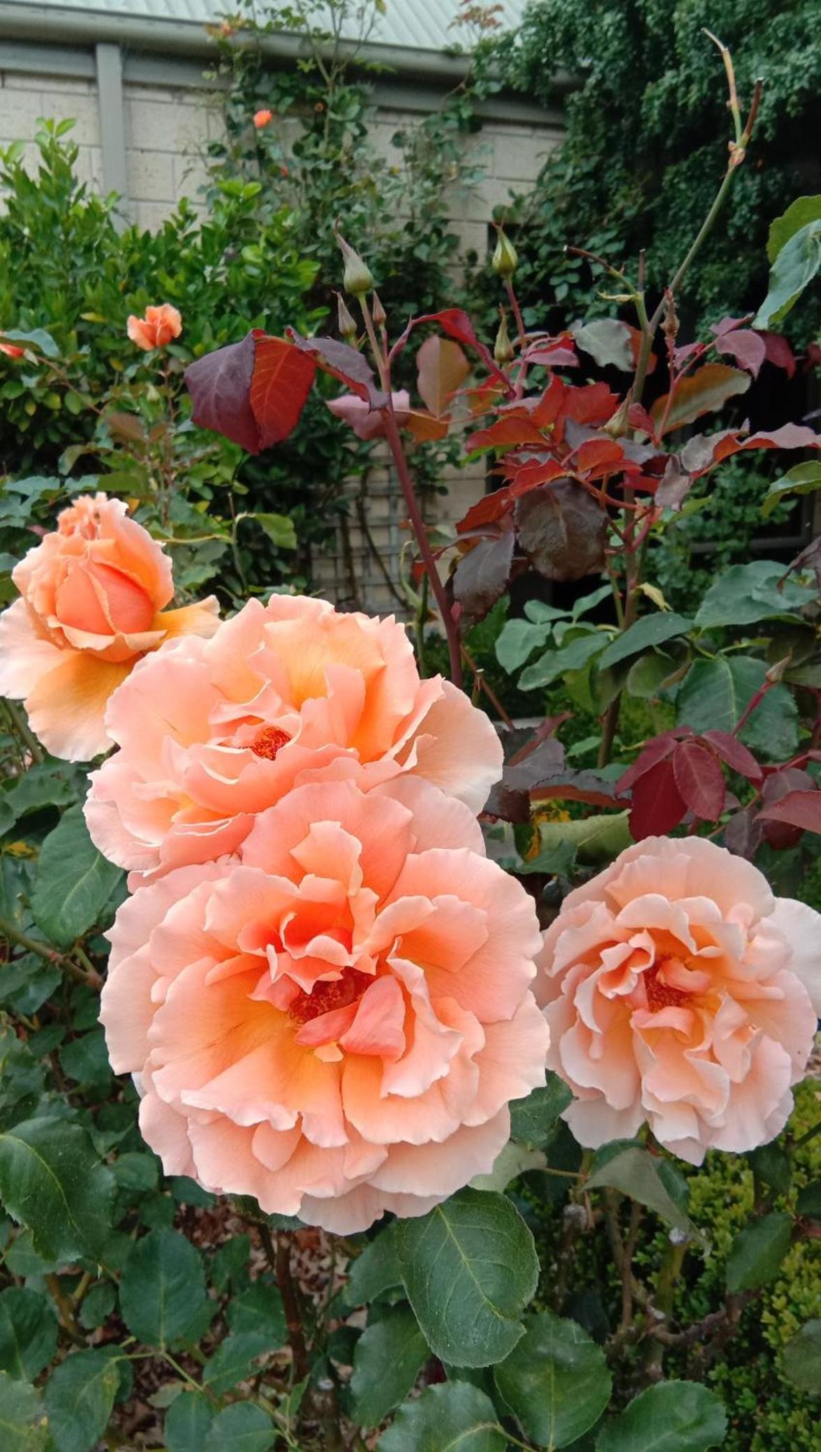 Rose & Stream Retreat view 5