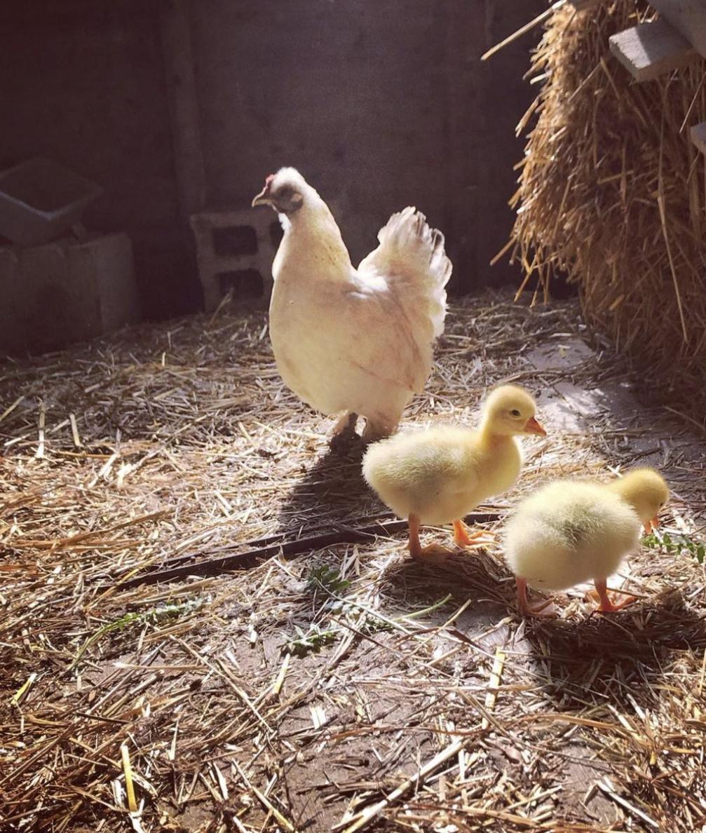 Photo 45