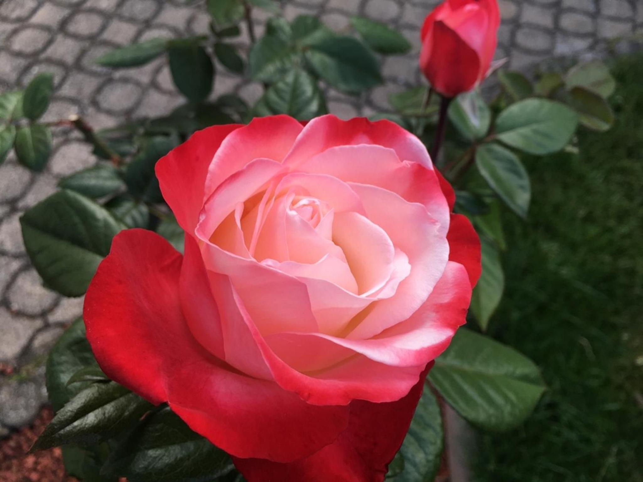 Photo 20