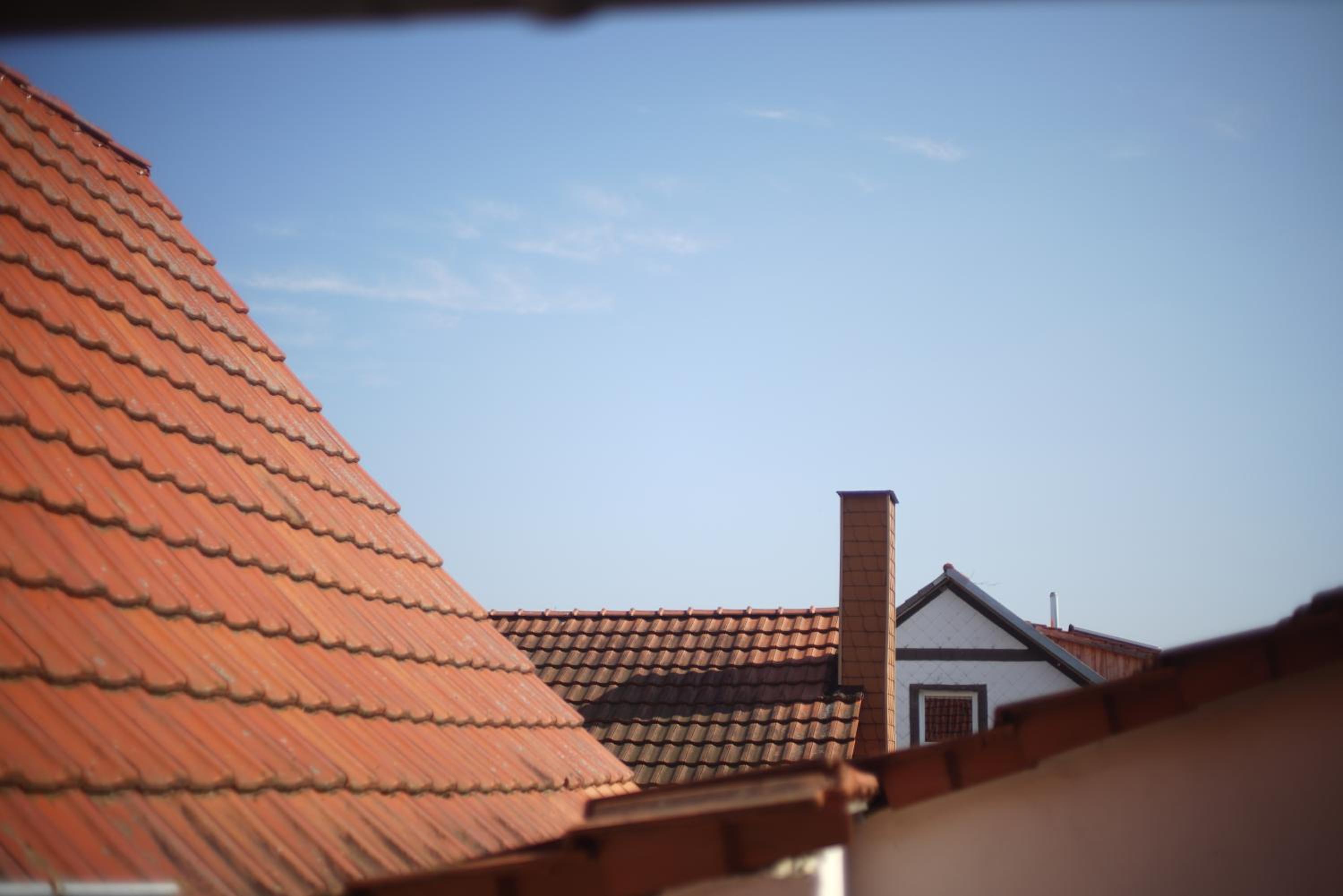 Buntspecht, fotografía 4
