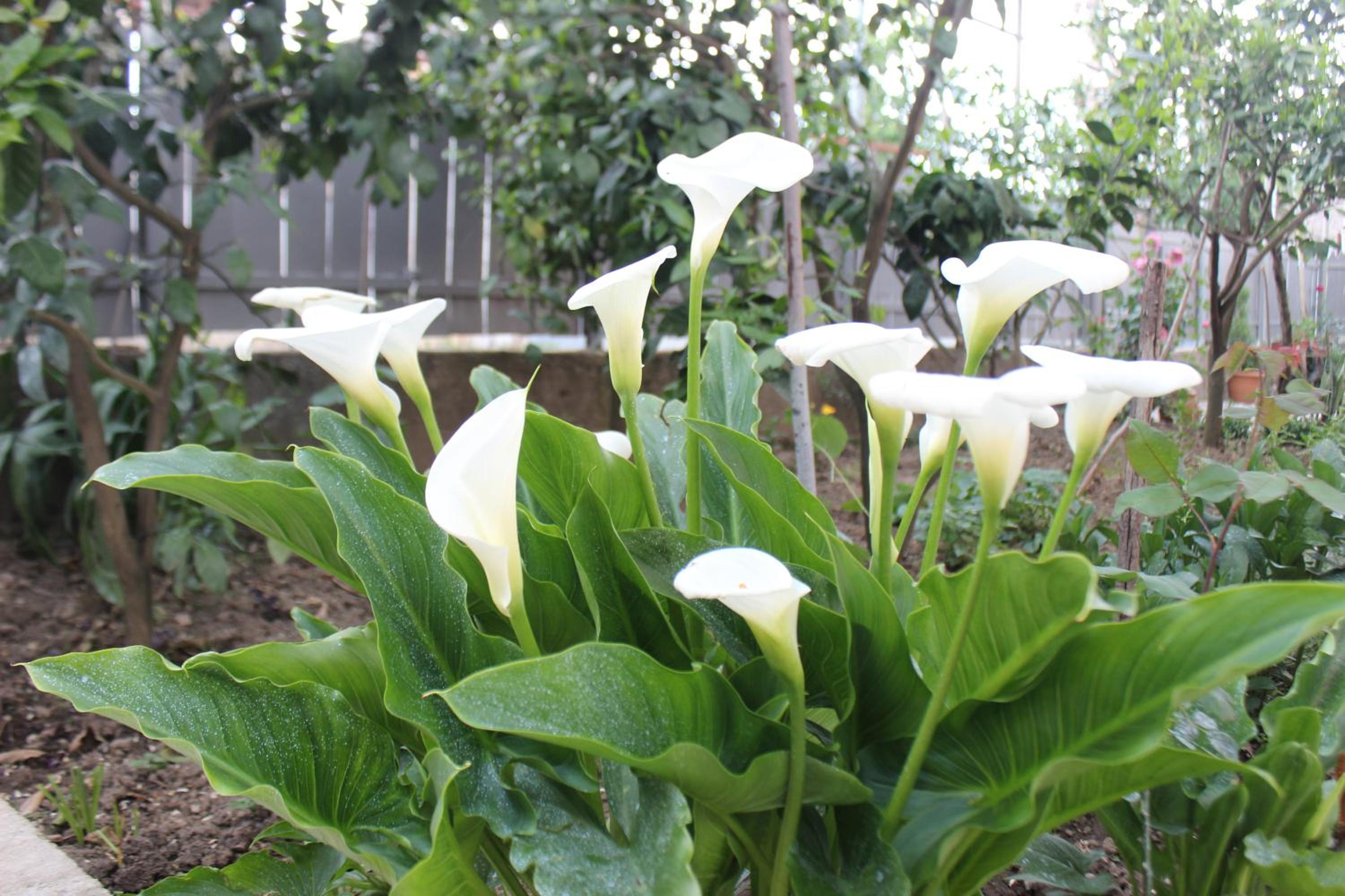 Photo 42