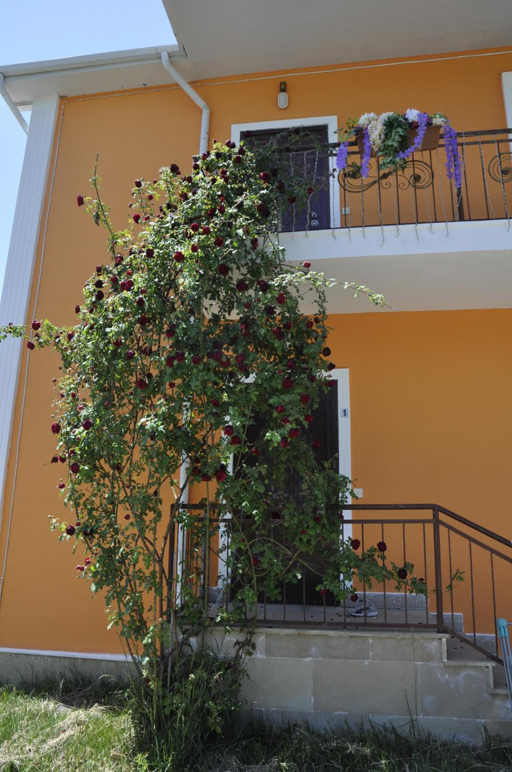 Apartments Firuze