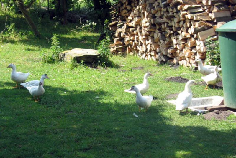 Ferienwohnungen an der Muehle Fami view 4