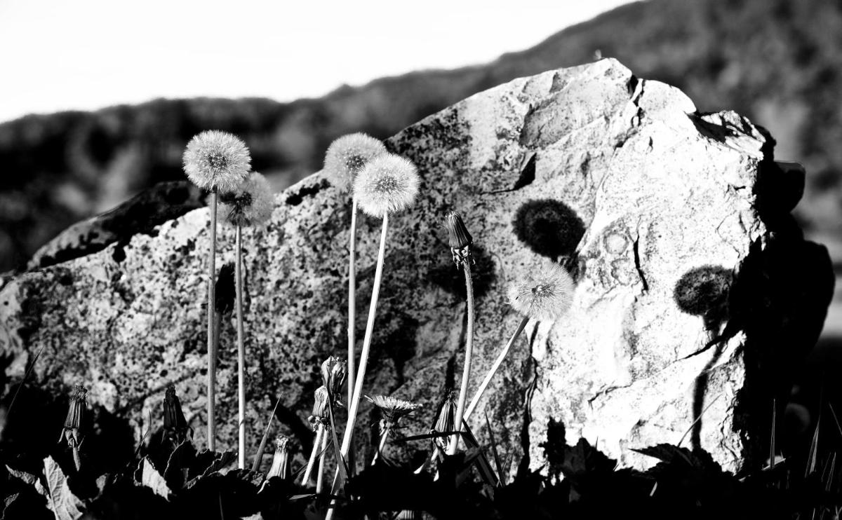 Photo 45