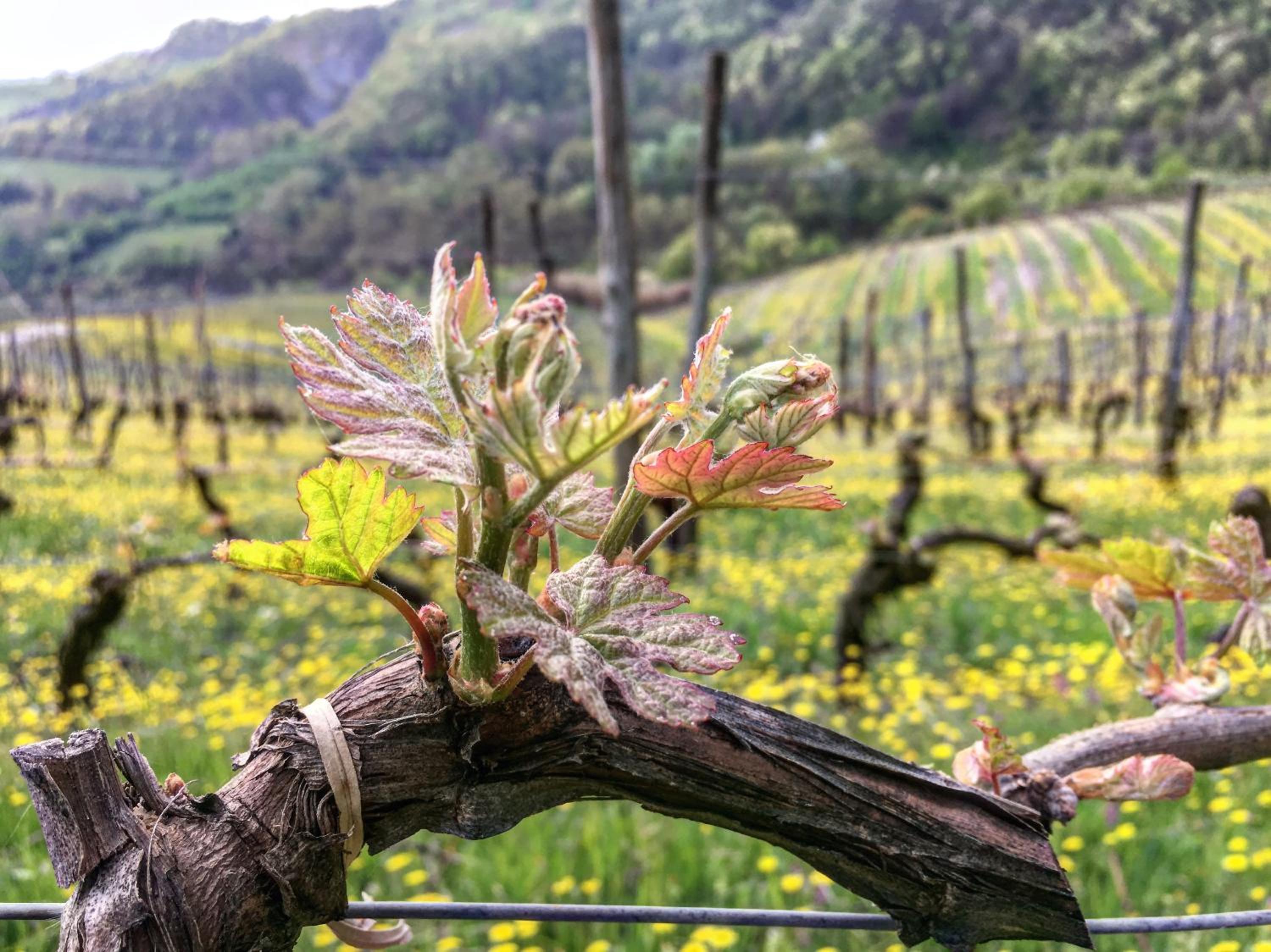 Cascina Bertolotto Wine Resort