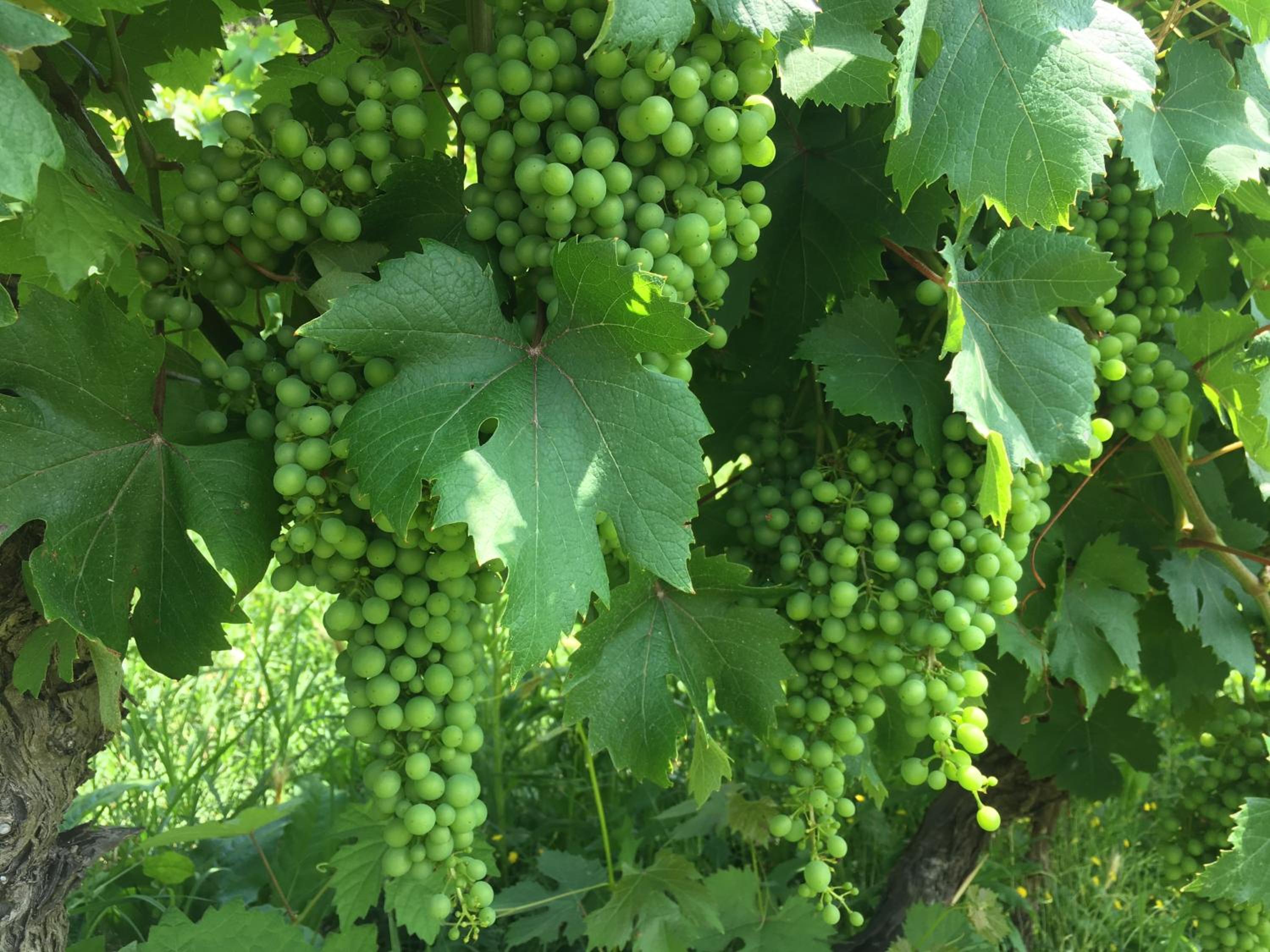 Cascina Bertolotto Wine Resort