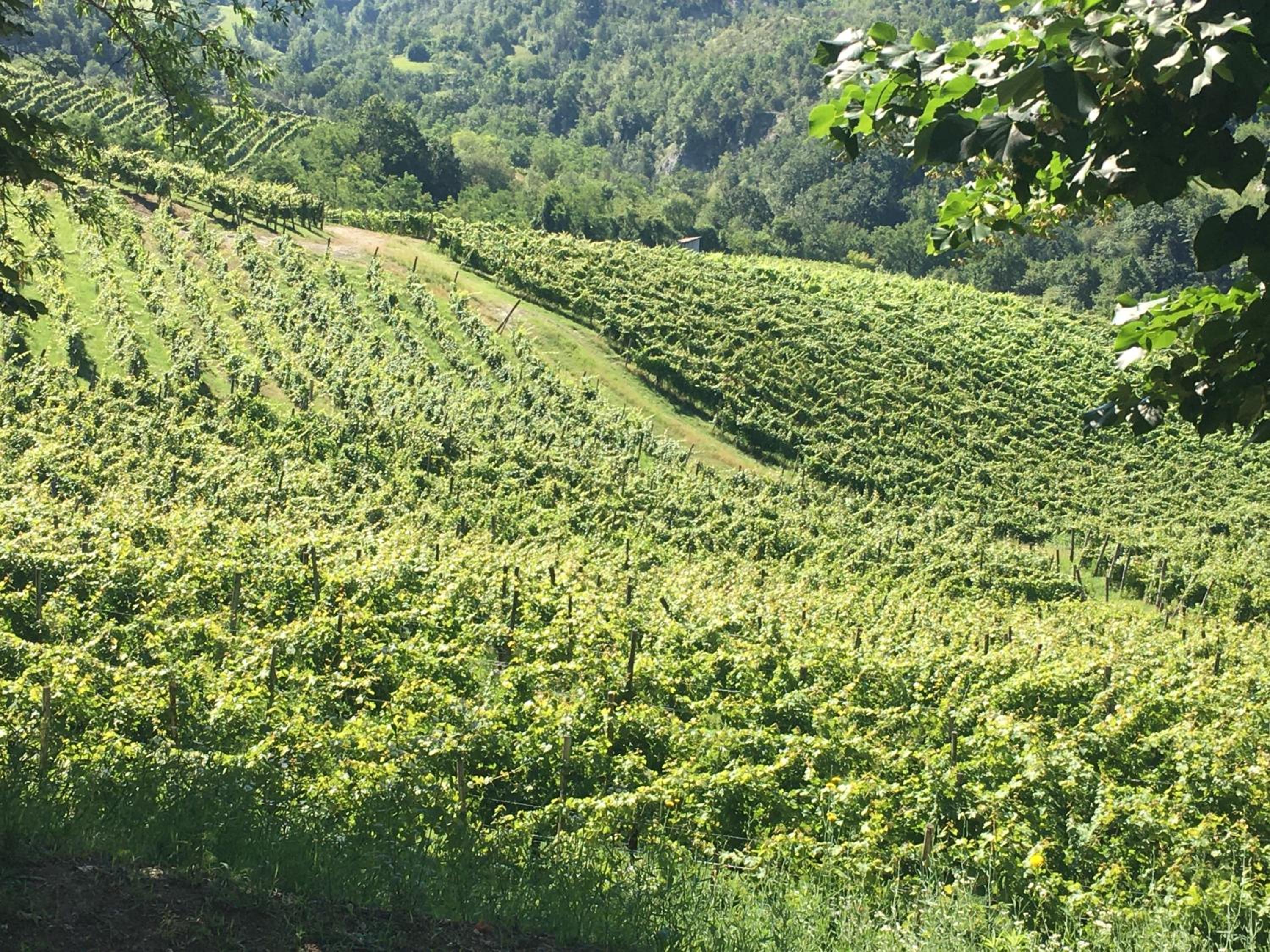 Cascina Bertolotto Wine Resort