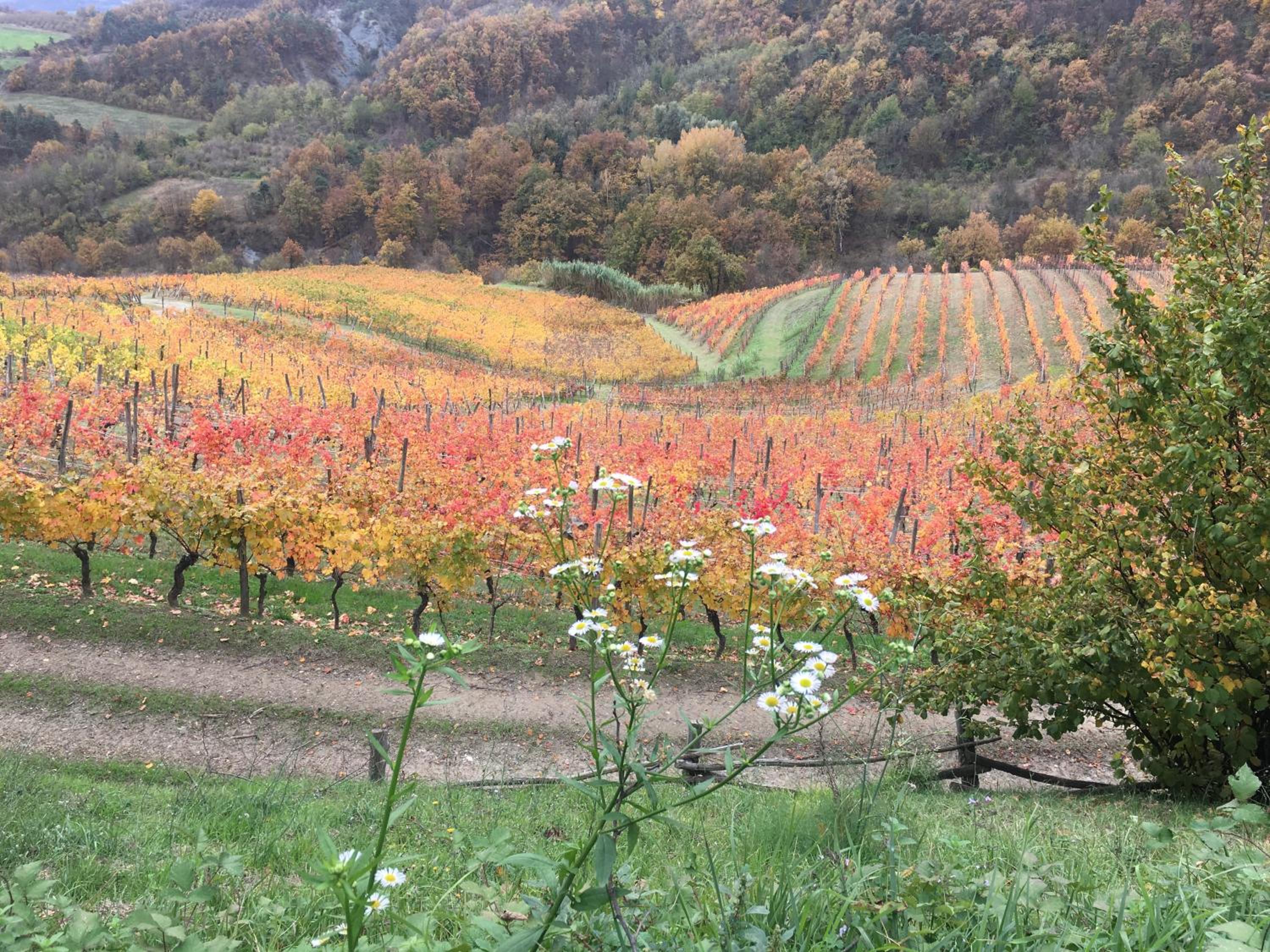 Cascina Bertolotto Wine Resort