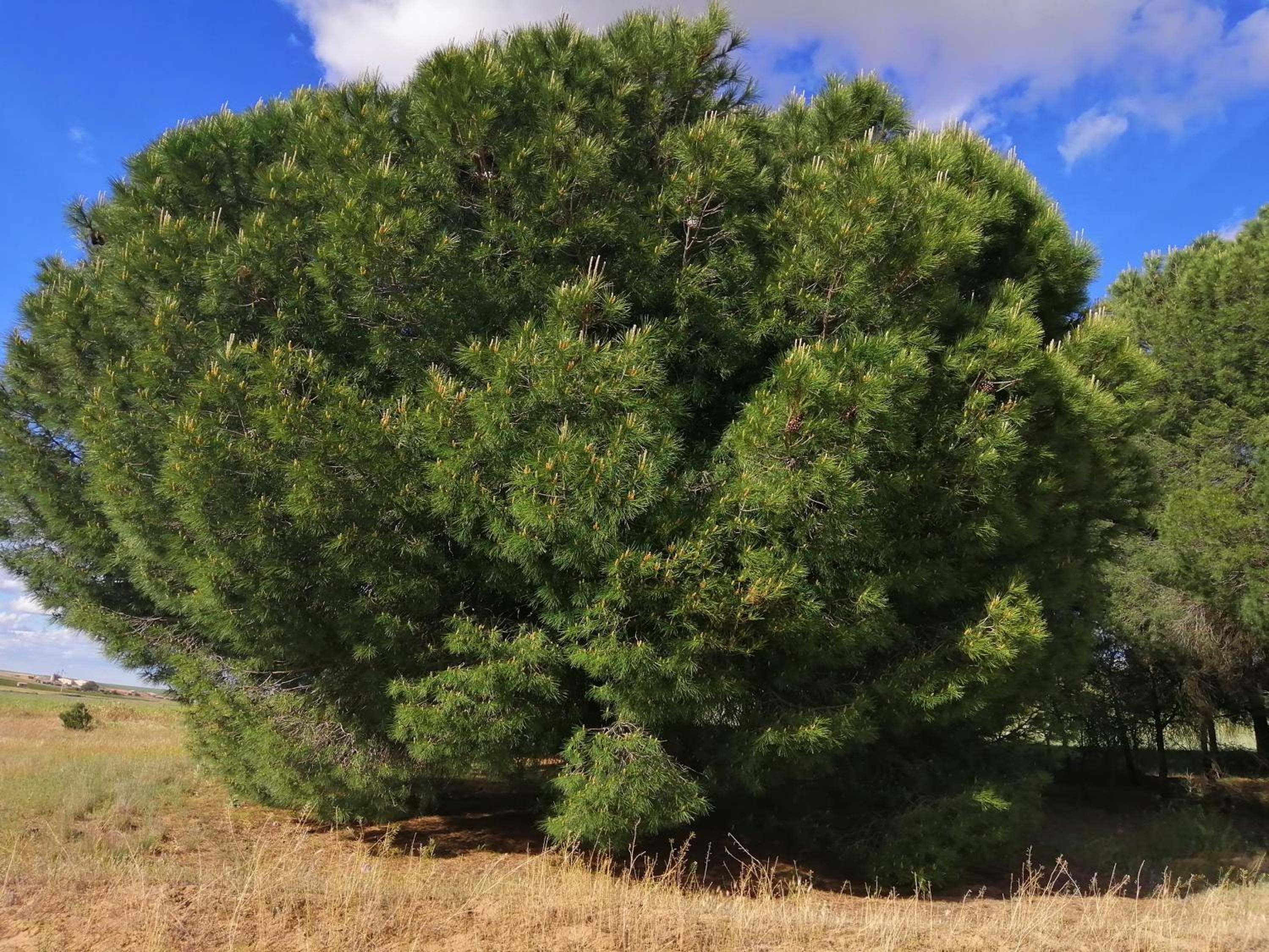 CASA TRABANCOS photo 4