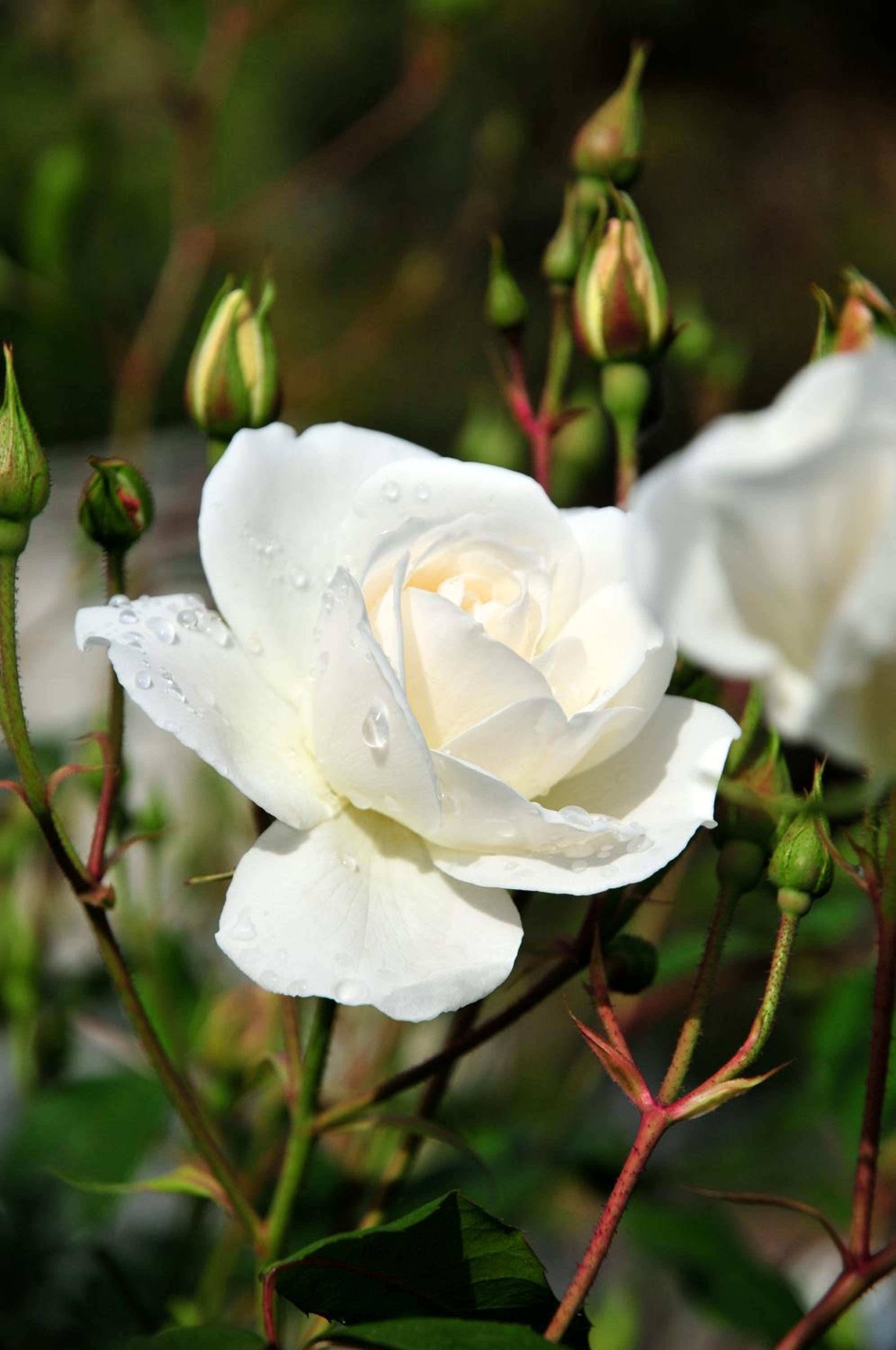 Le Rose view 4