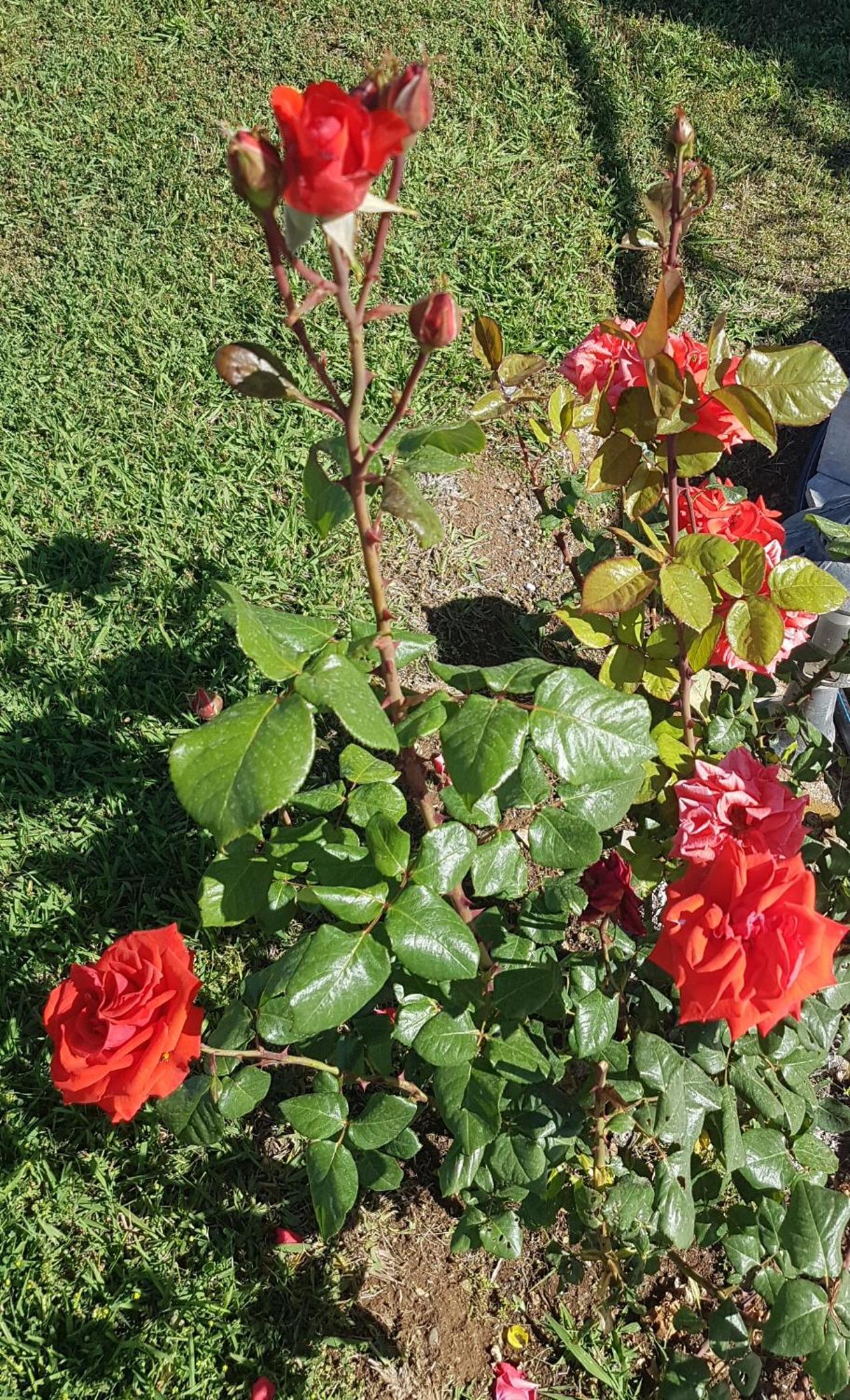 Photo 19
