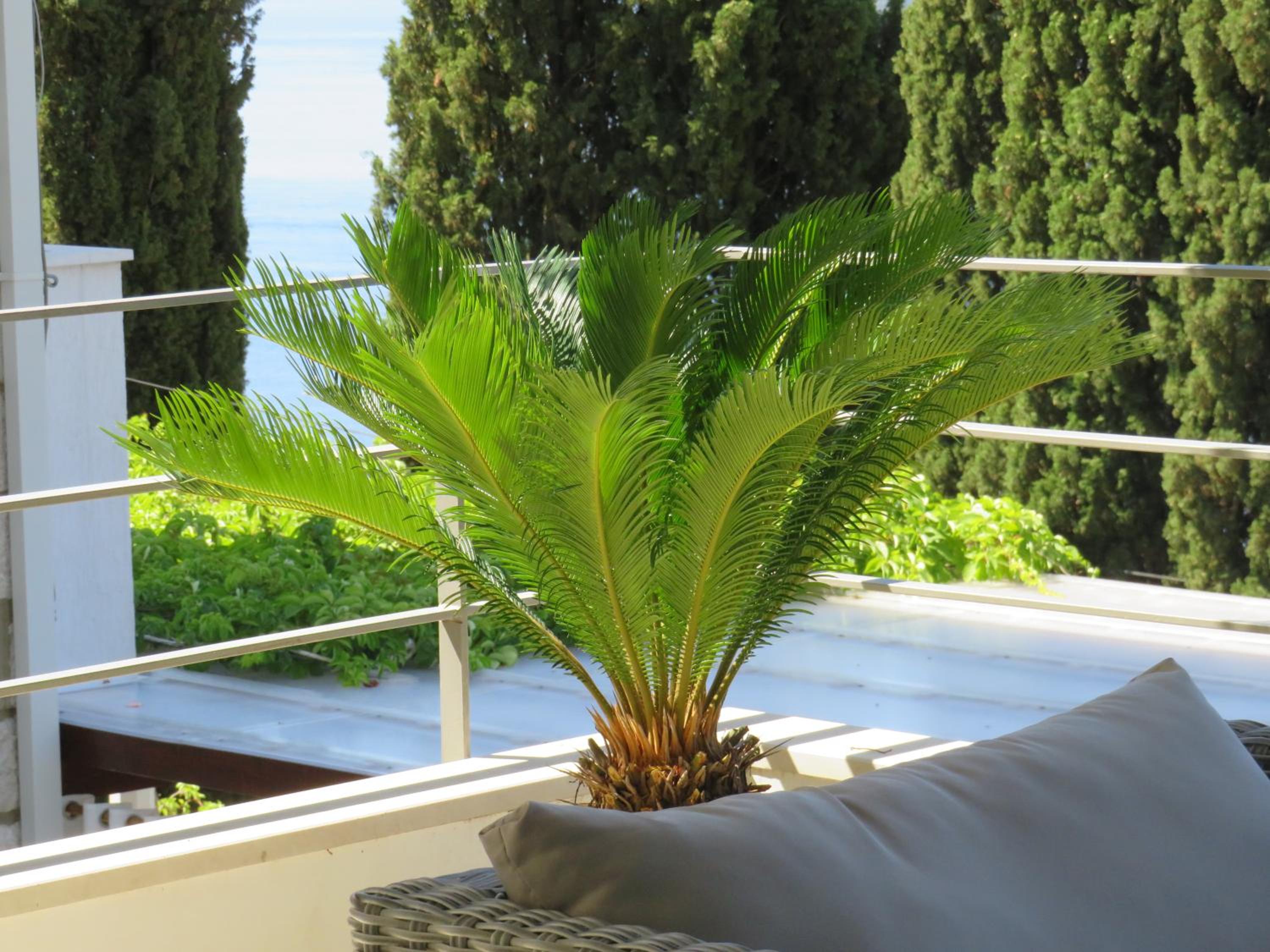 Villa King