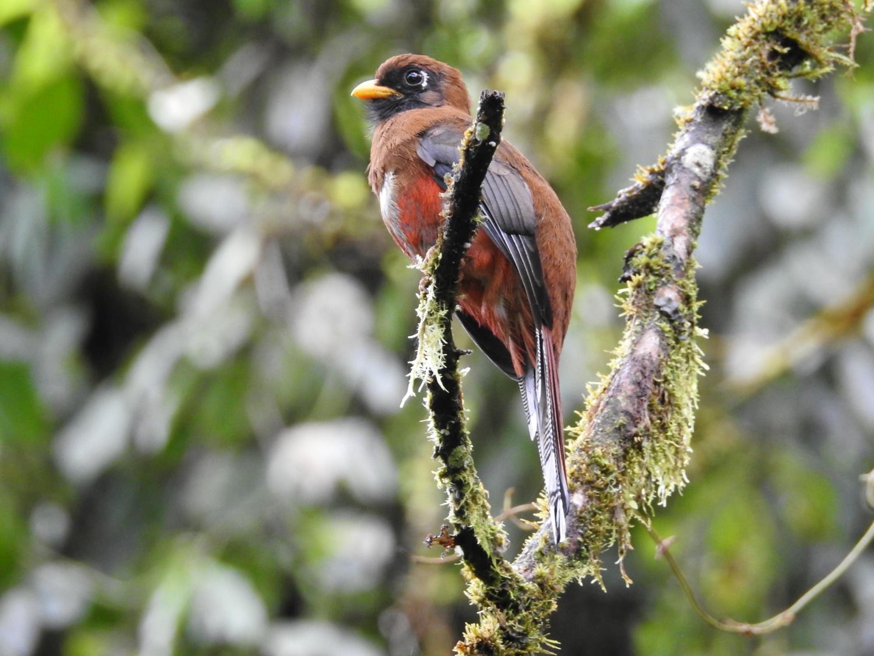 Biohostal Mindo Cloud Forest