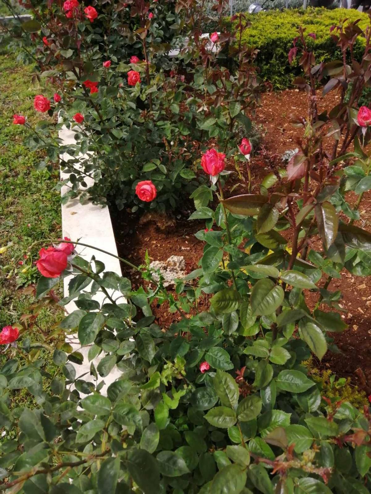 Photo 42