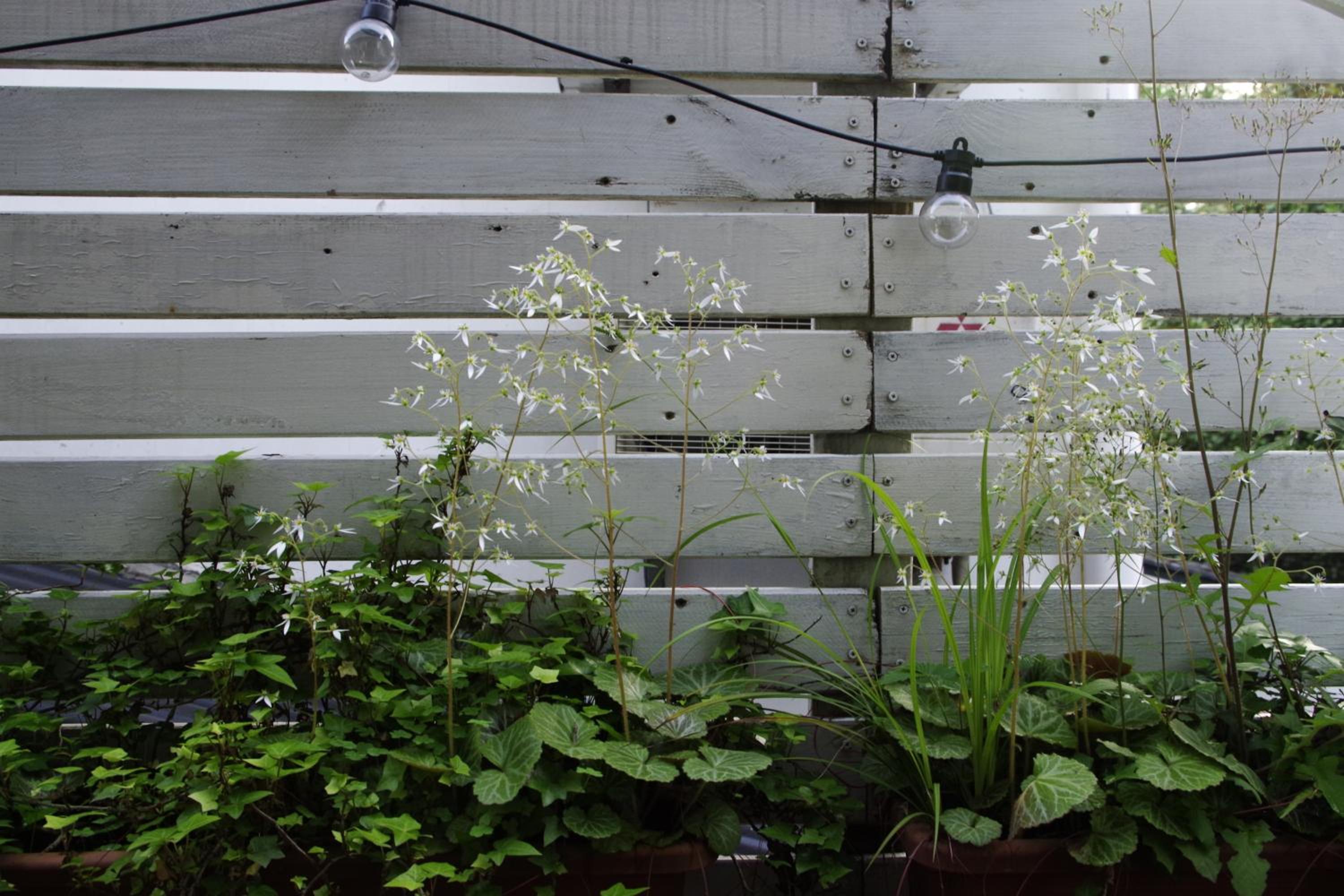 Photo 116