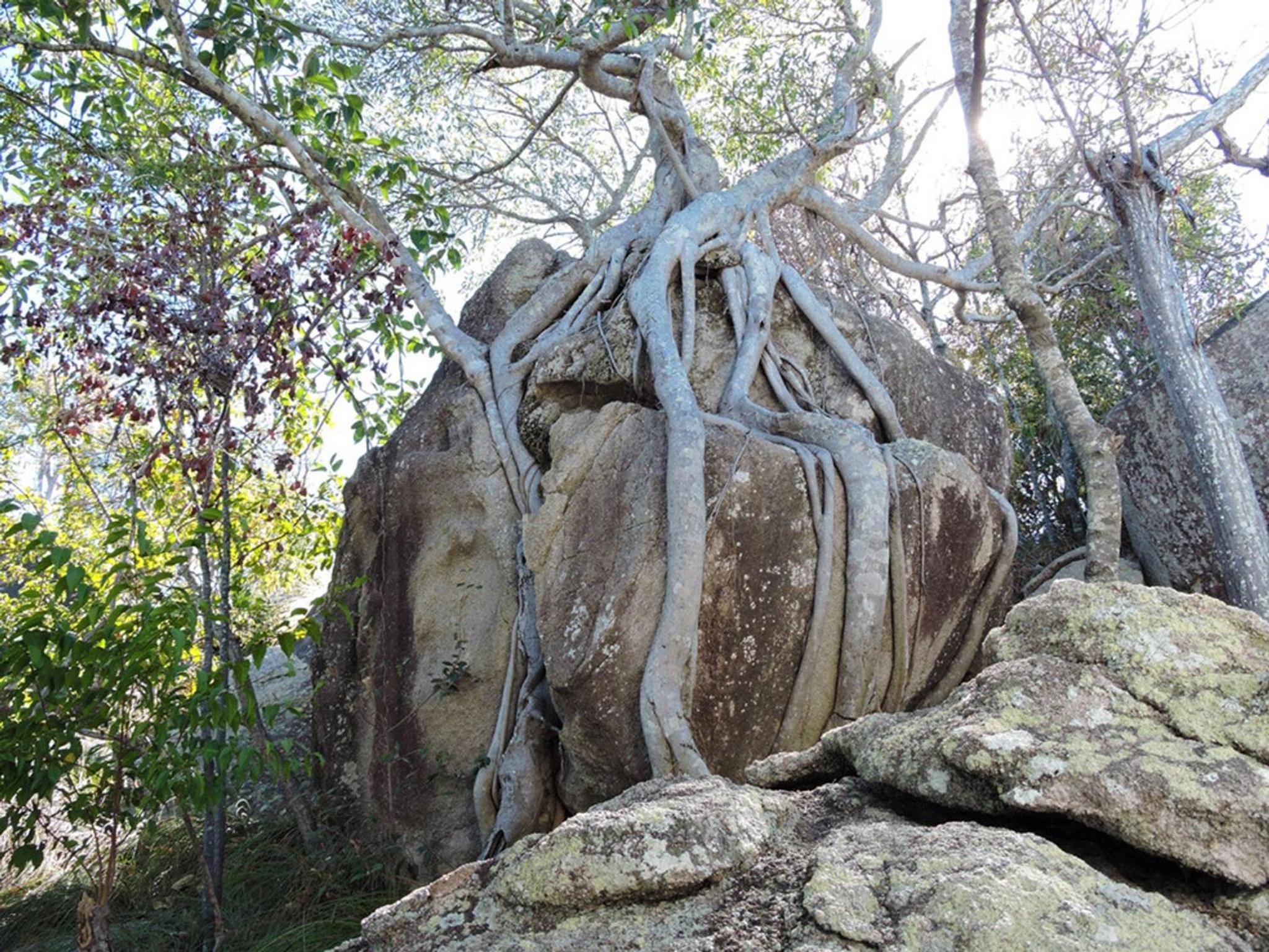 Driftwood