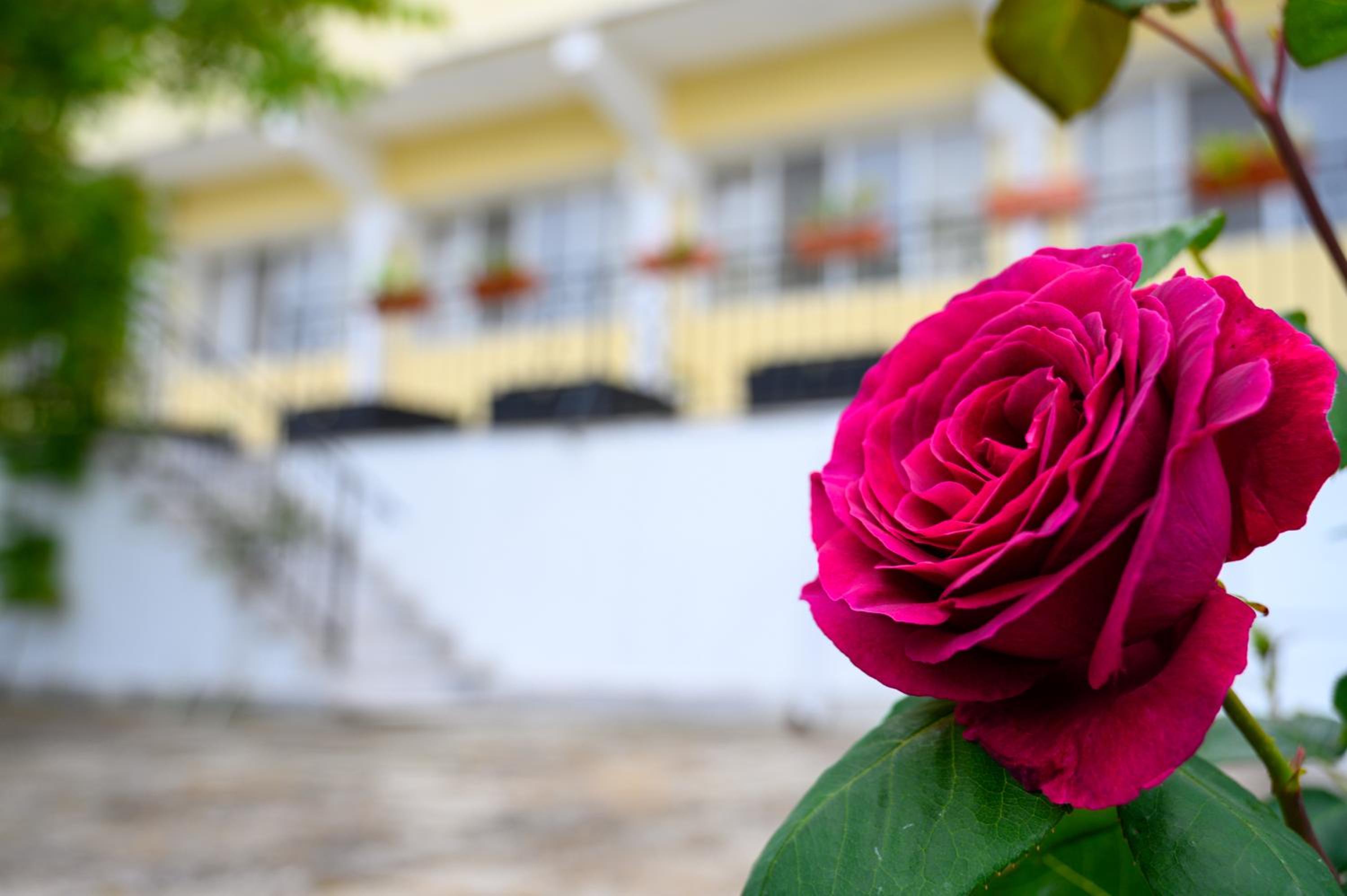 Hotel Effect Saint Mina - Image 1