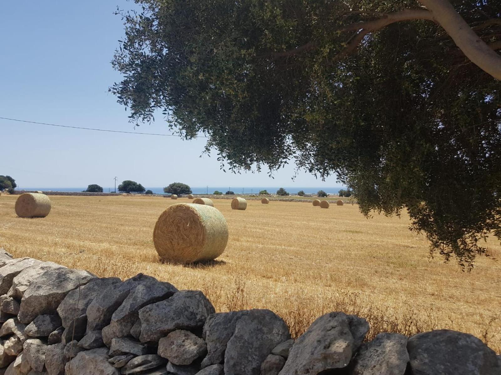 Homidoo Country