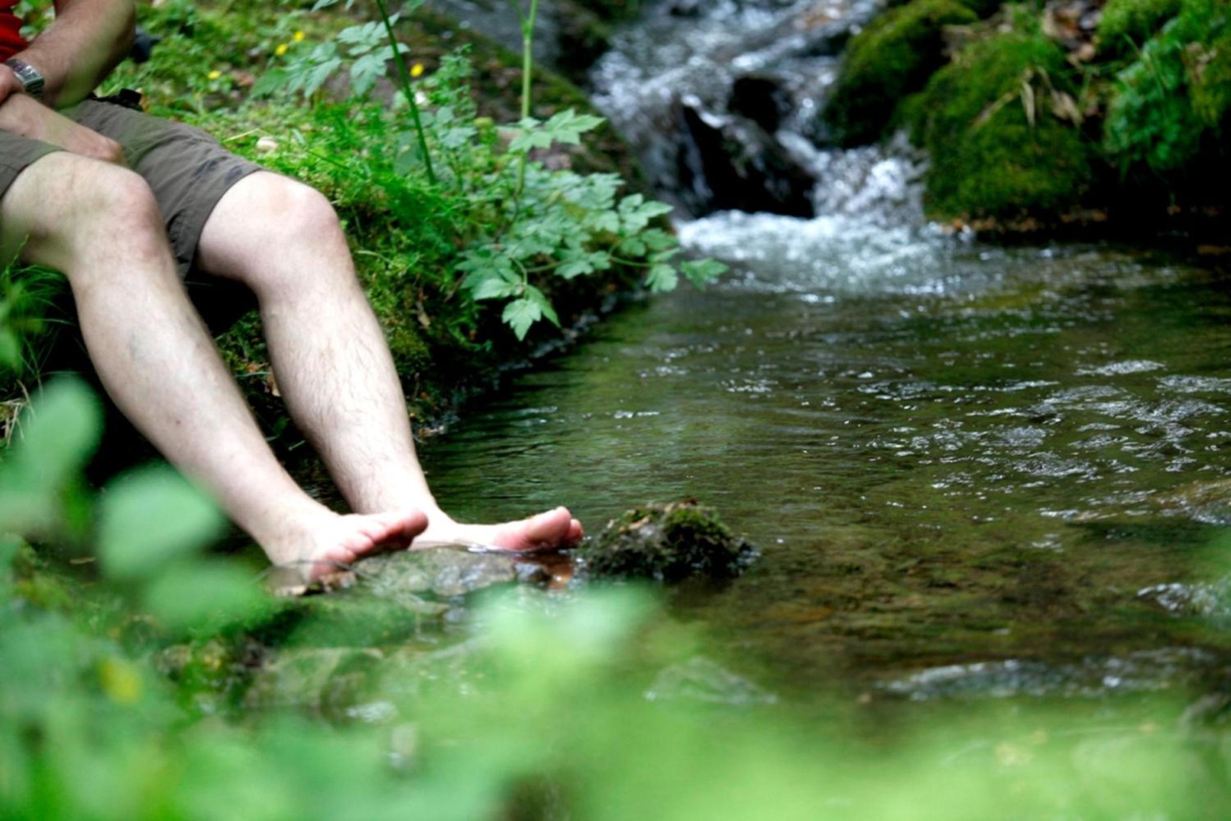 Paradies Im Schwarzwald